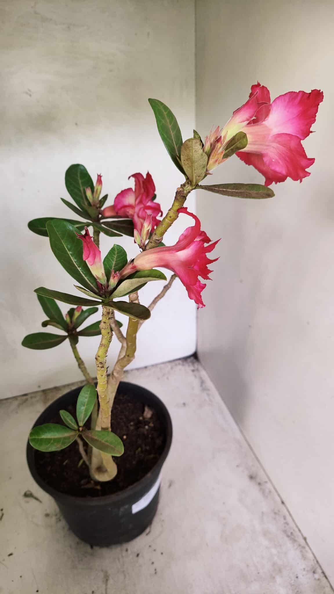 Planta Dobrada 3686 – 40cm – 03 anos - foto 7