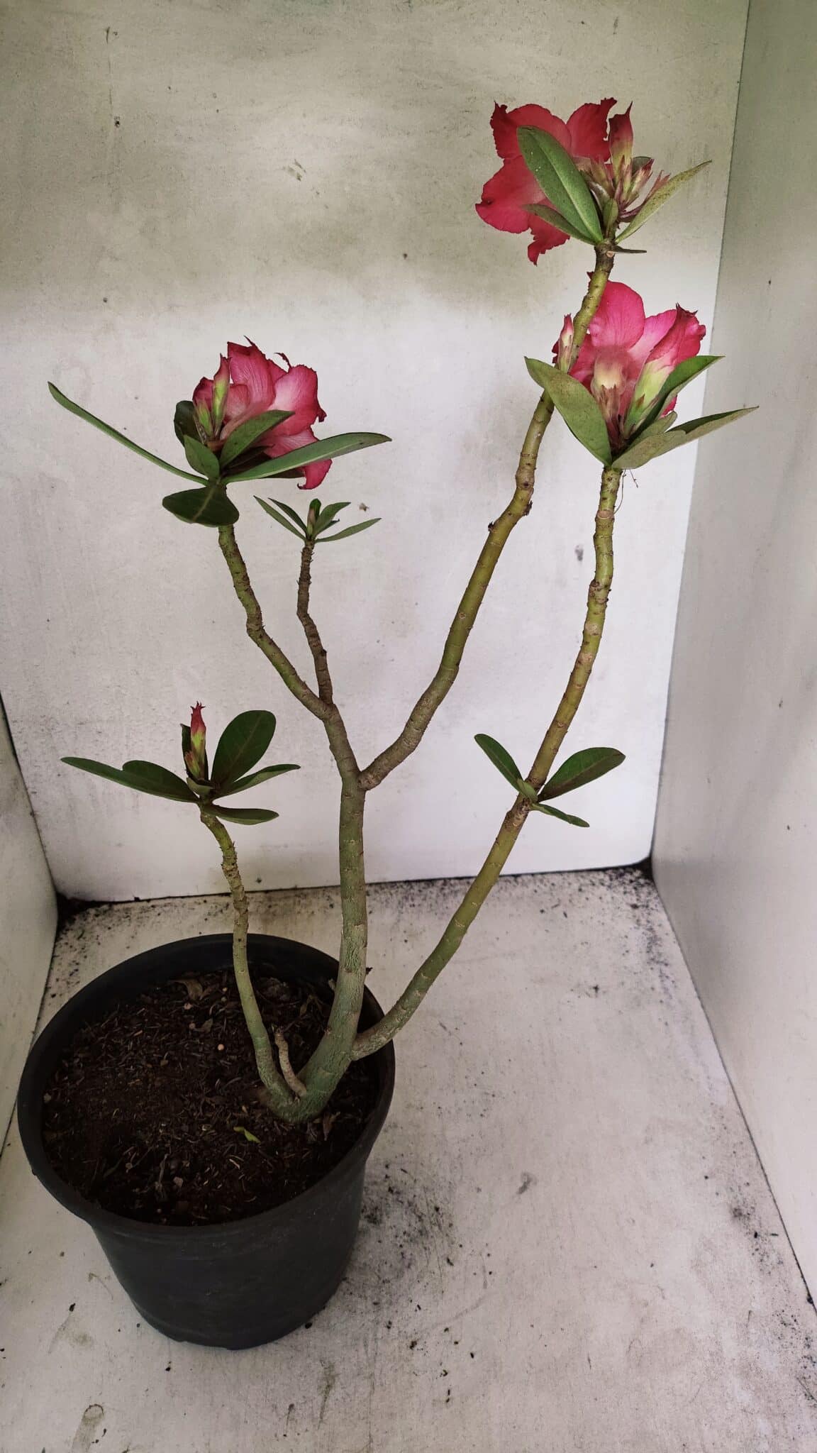 Planta Dobrada 3686 – 40cm – 03 anos - foto 6