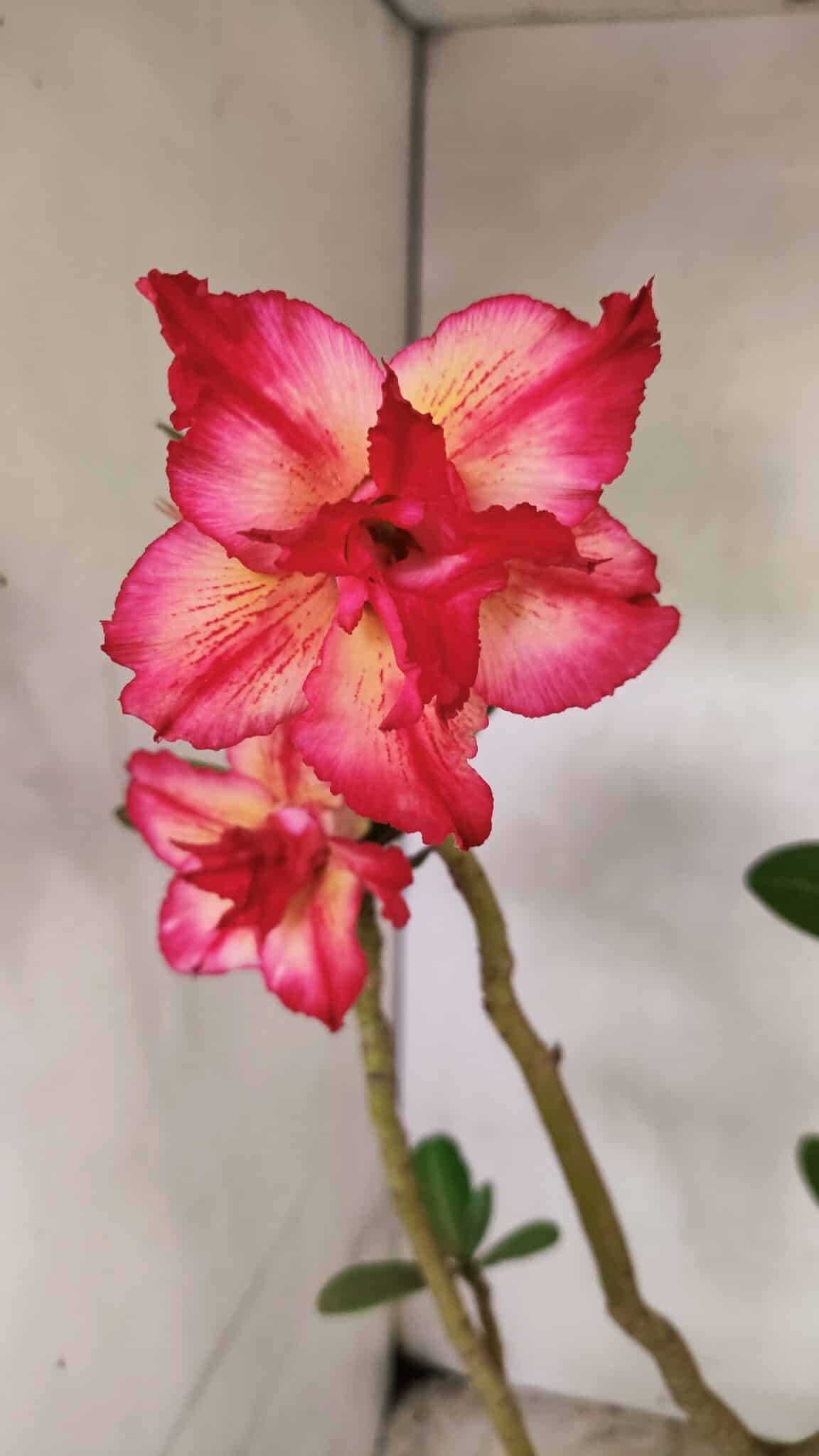 Planta Dobrada 3686 – 40cm – 03 anos - foto 3