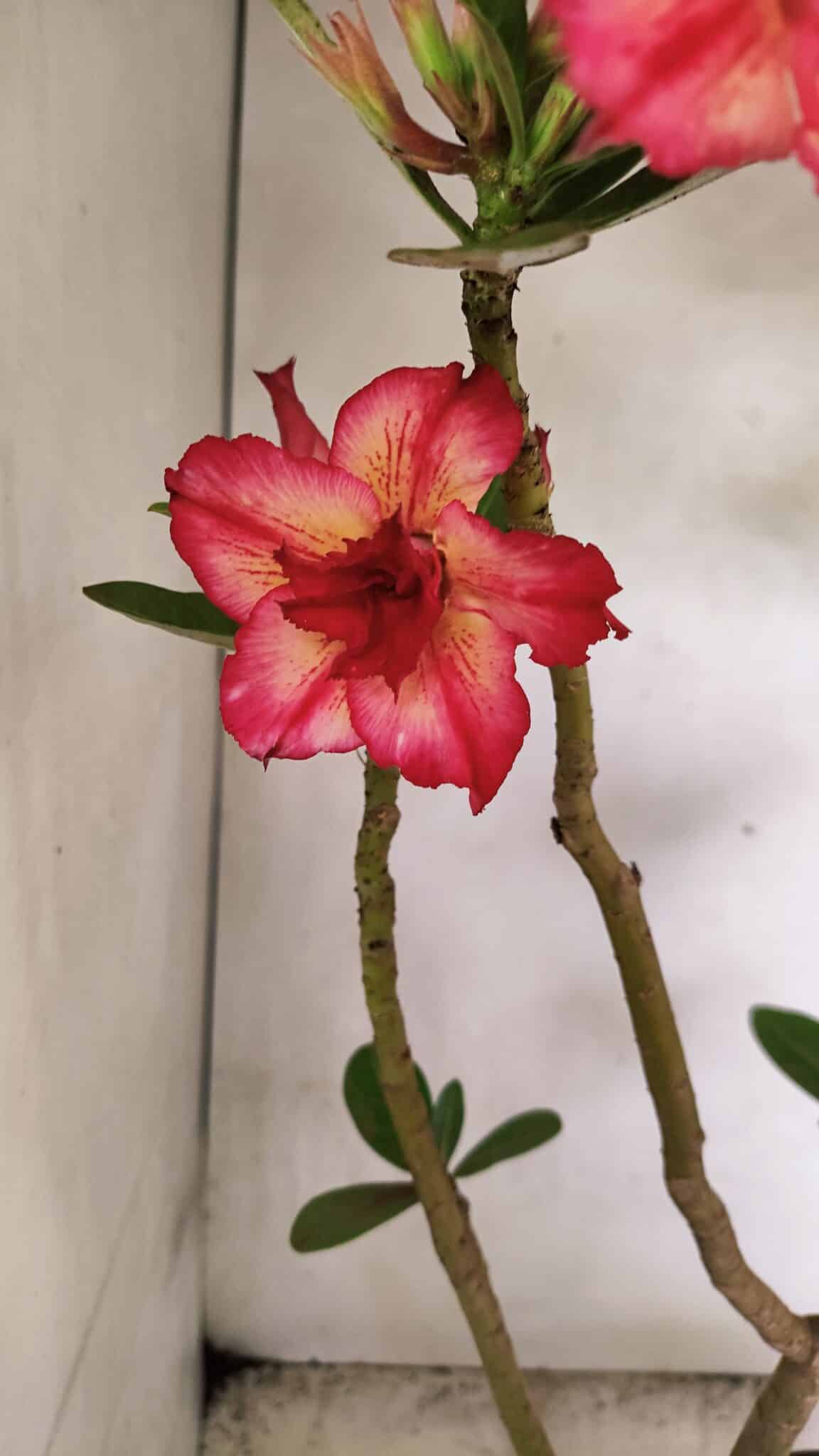 Planta Dobrada 3686 – 40cm – 03 anos - foto 4