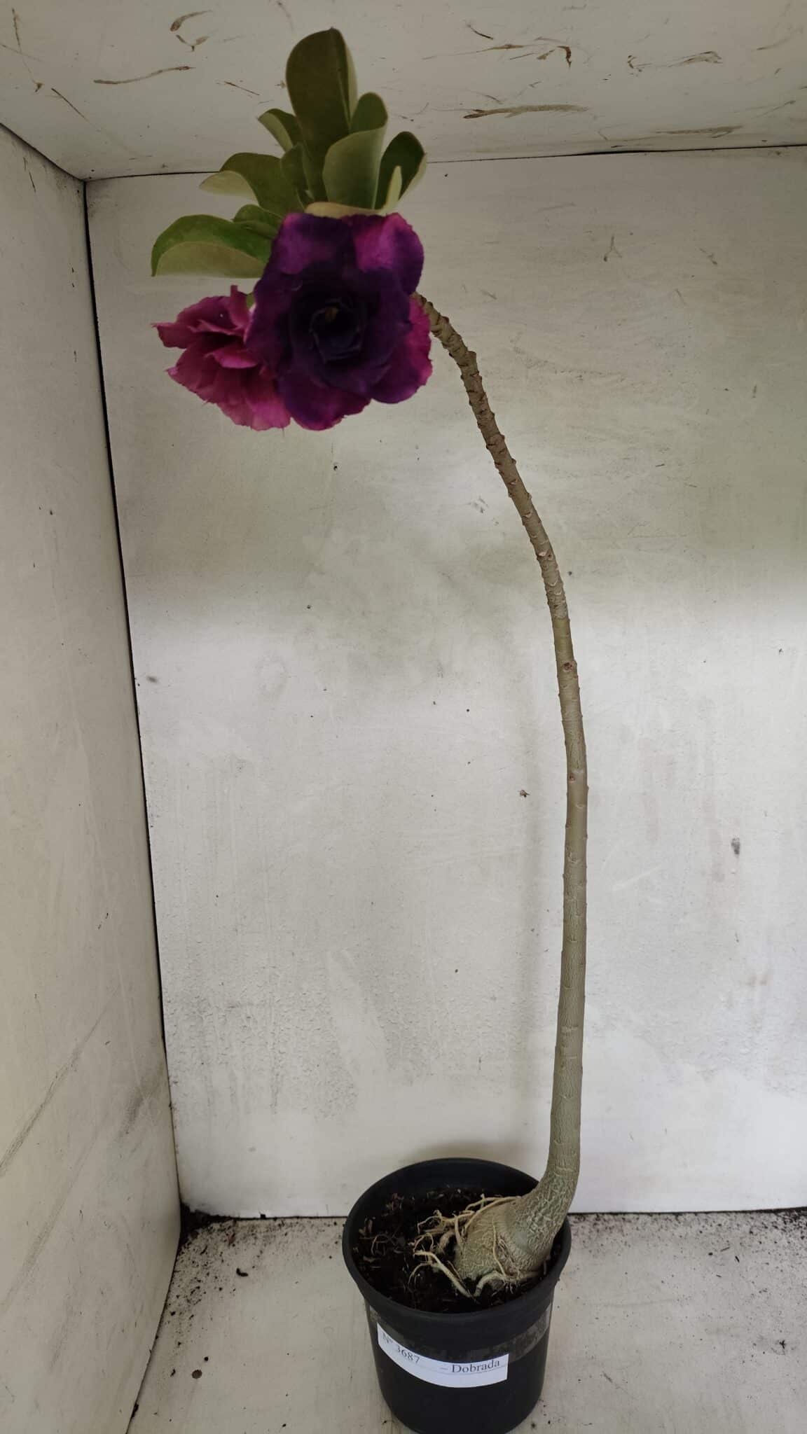 Planta Dobrada 3687 – 40cm – 03 anos - foto 2