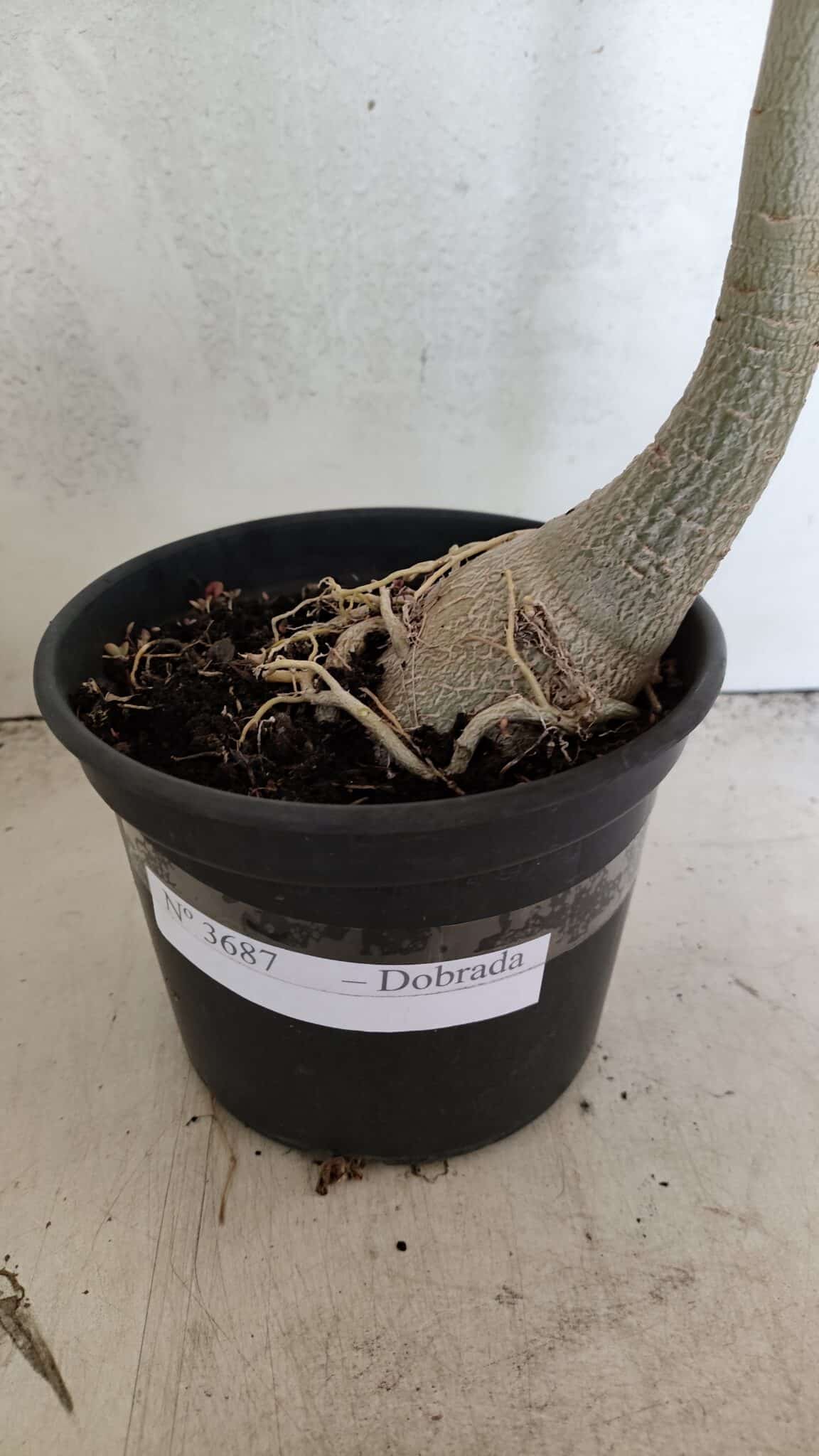 Planta Dobrada 3687 – 40cm – 03 anos - foto 5