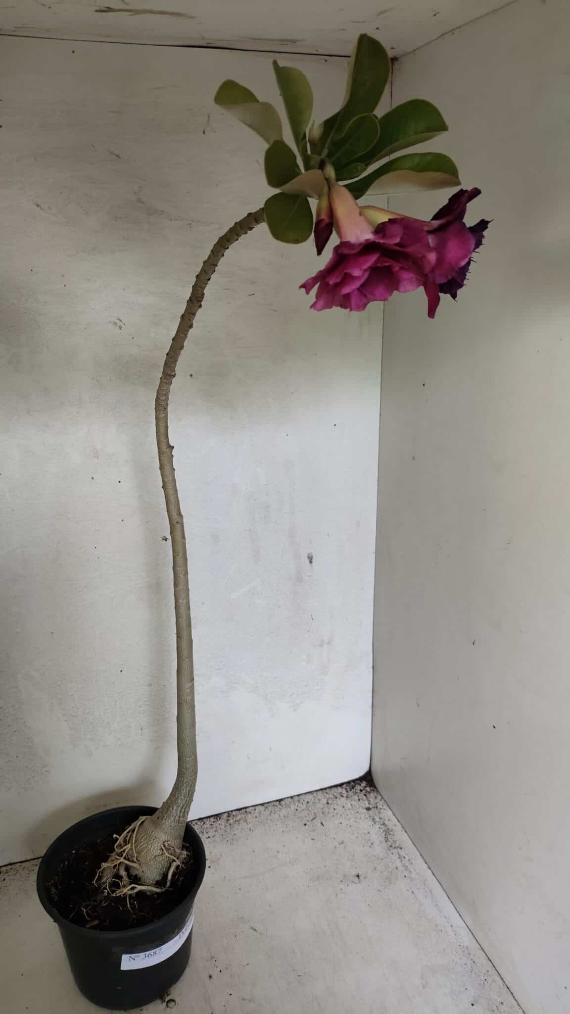 Planta Dobrada 3687 – 40cm – 03 anos - foto 4