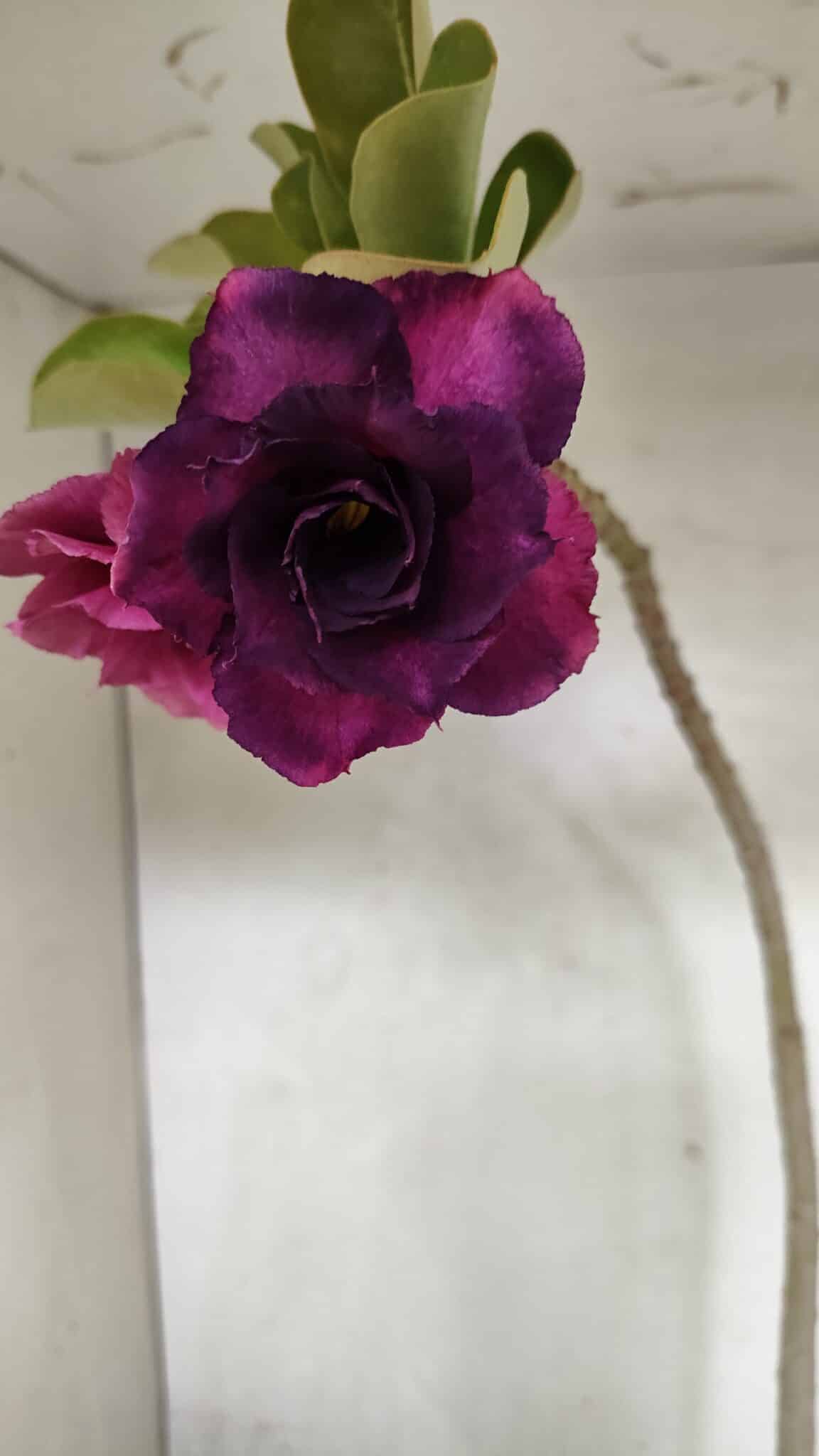 Planta Dobrada 3687 – 40cm – 03 anos - foto 3