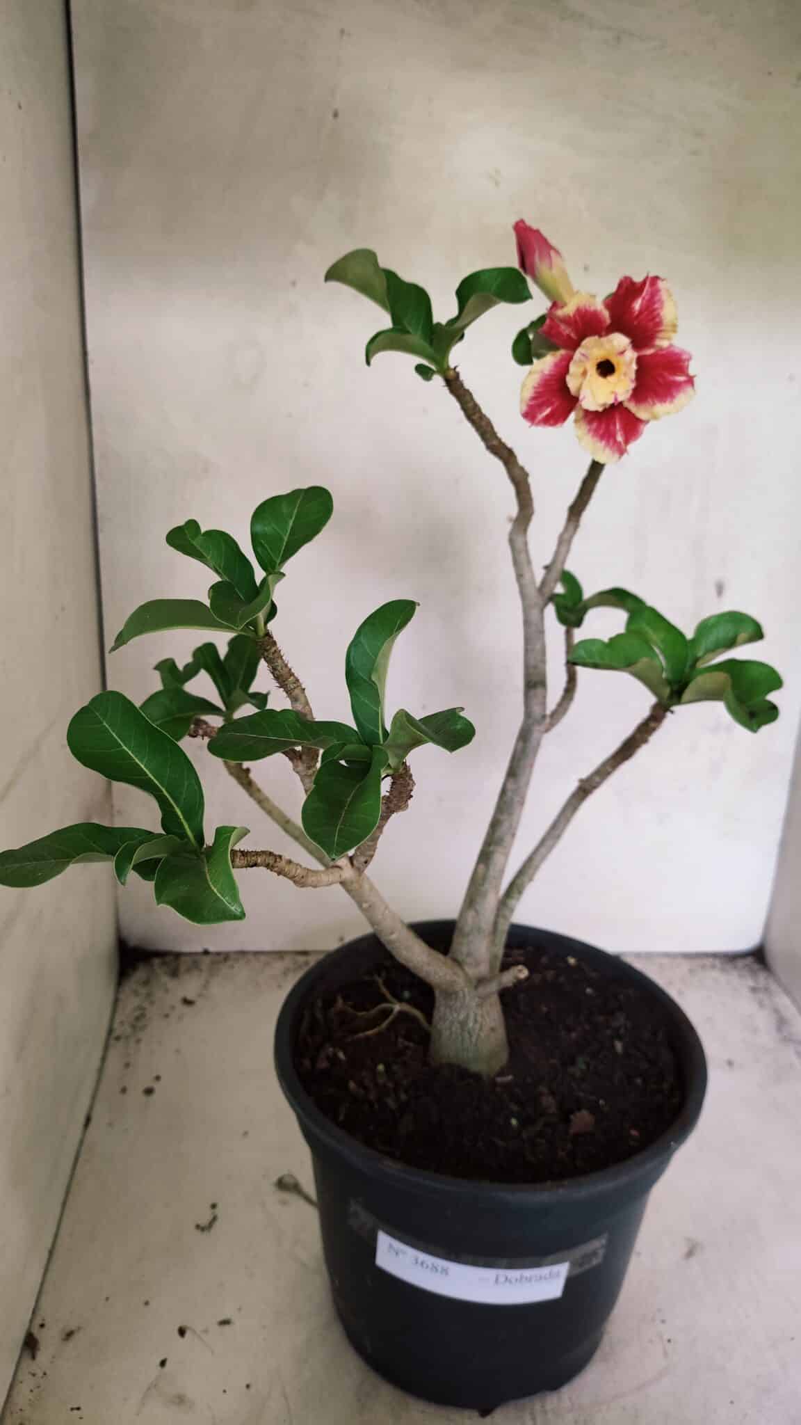Planta Dobrada 3688 – 40cm – 03 anos - foto 2