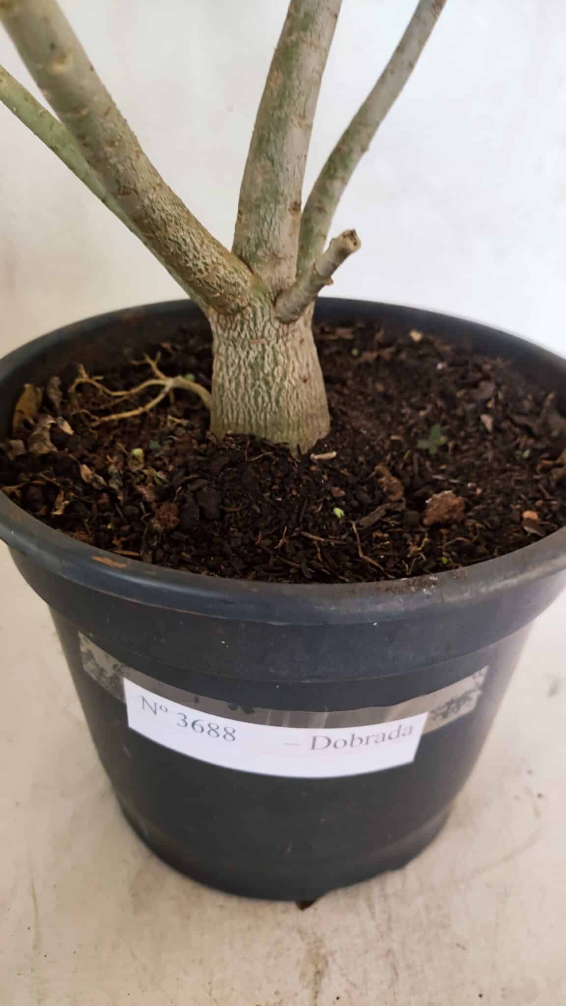 Planta Dobrada 3688 – 40cm – 03 anos - foto 6