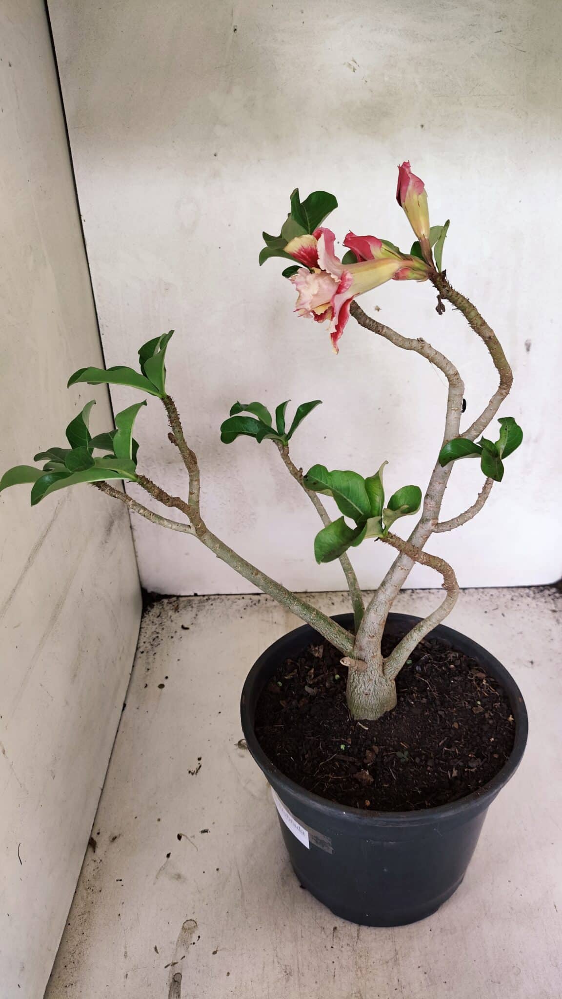 Planta Dobrada 3688 – 40cm – 03 anos - foto 5