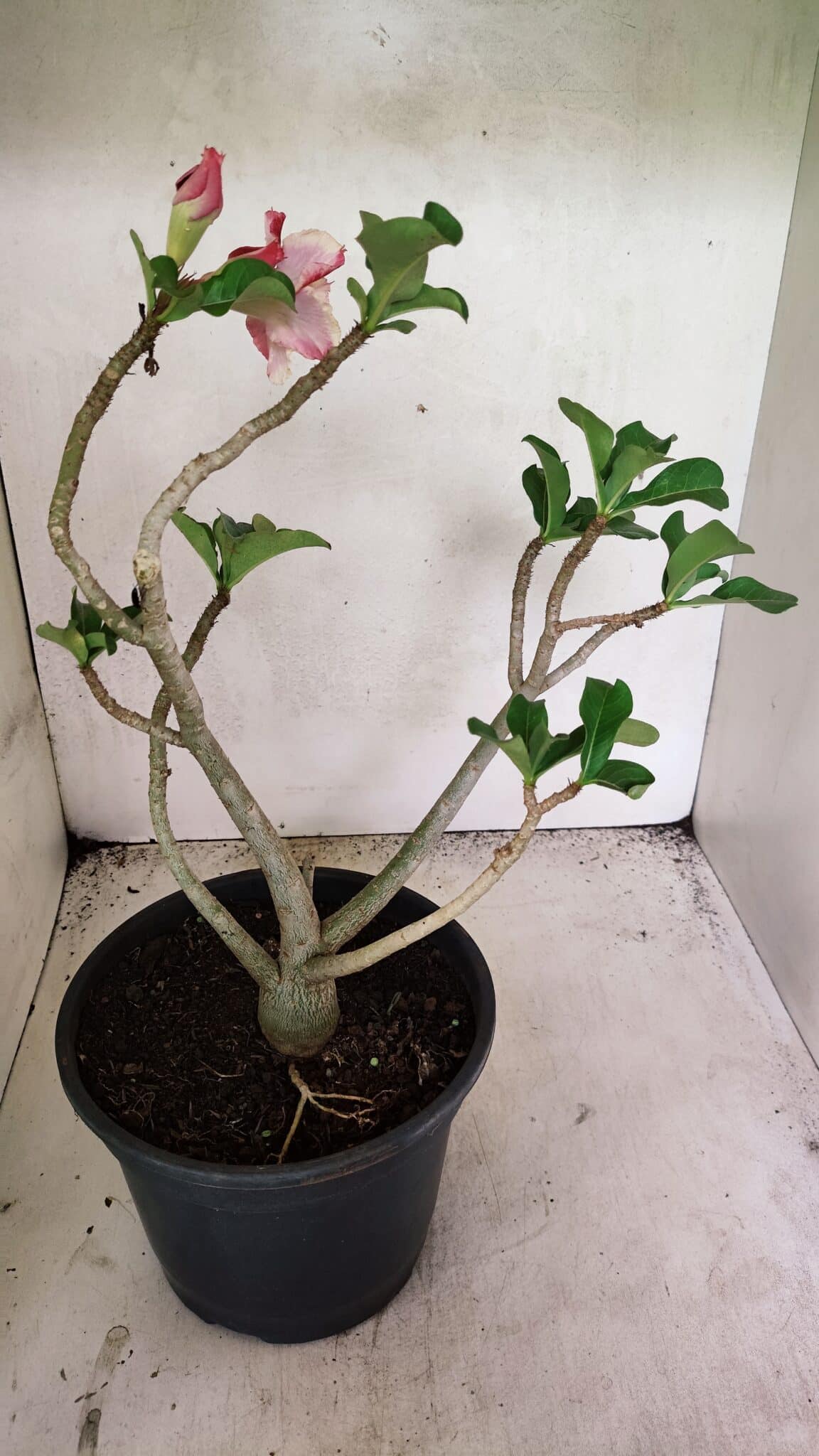 Planta Dobrada 3688 – 40cm – 03 anos - foto 4