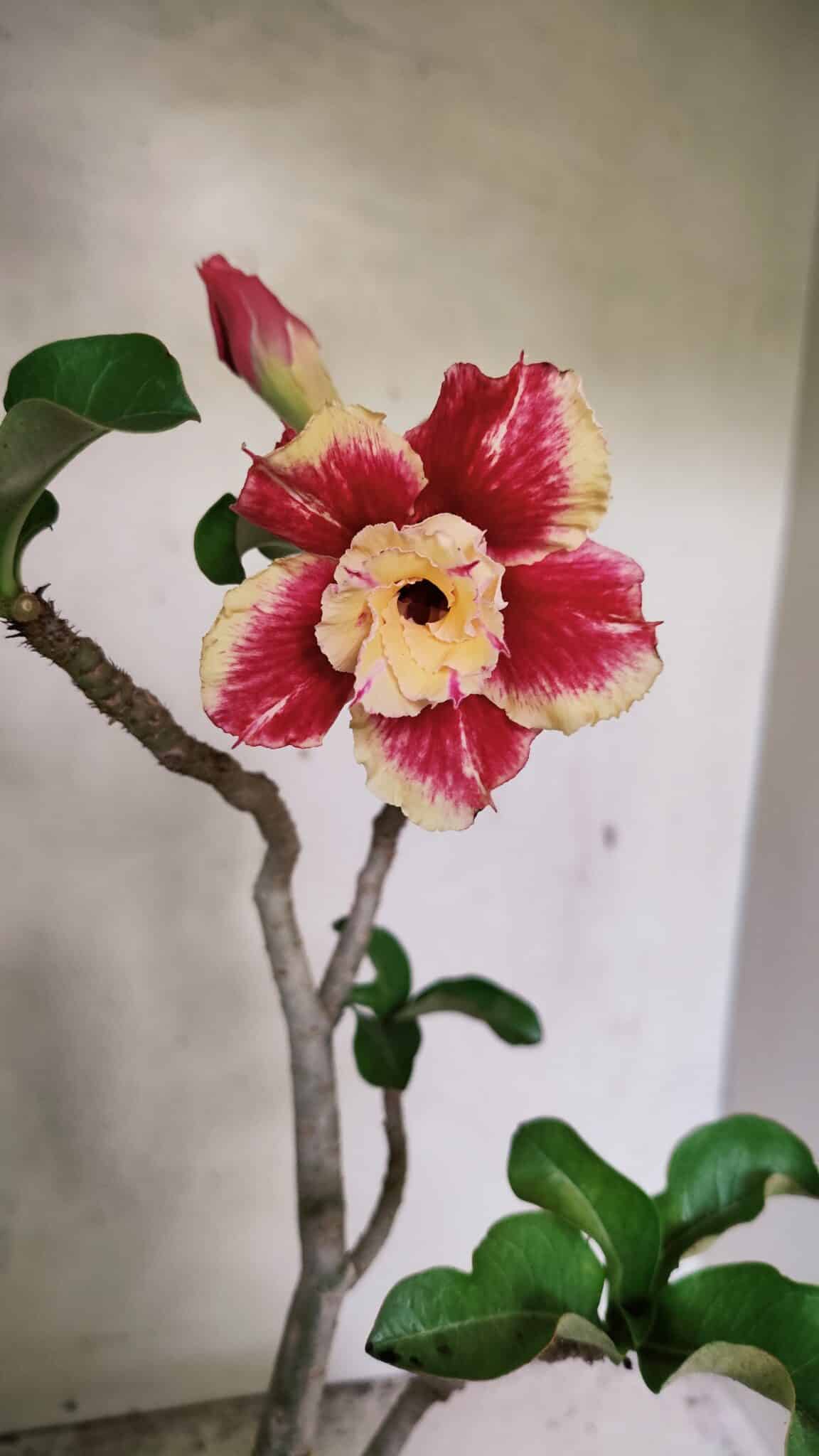 Planta Dobrada 3688 – 40cm – 03 anos - foto 3
