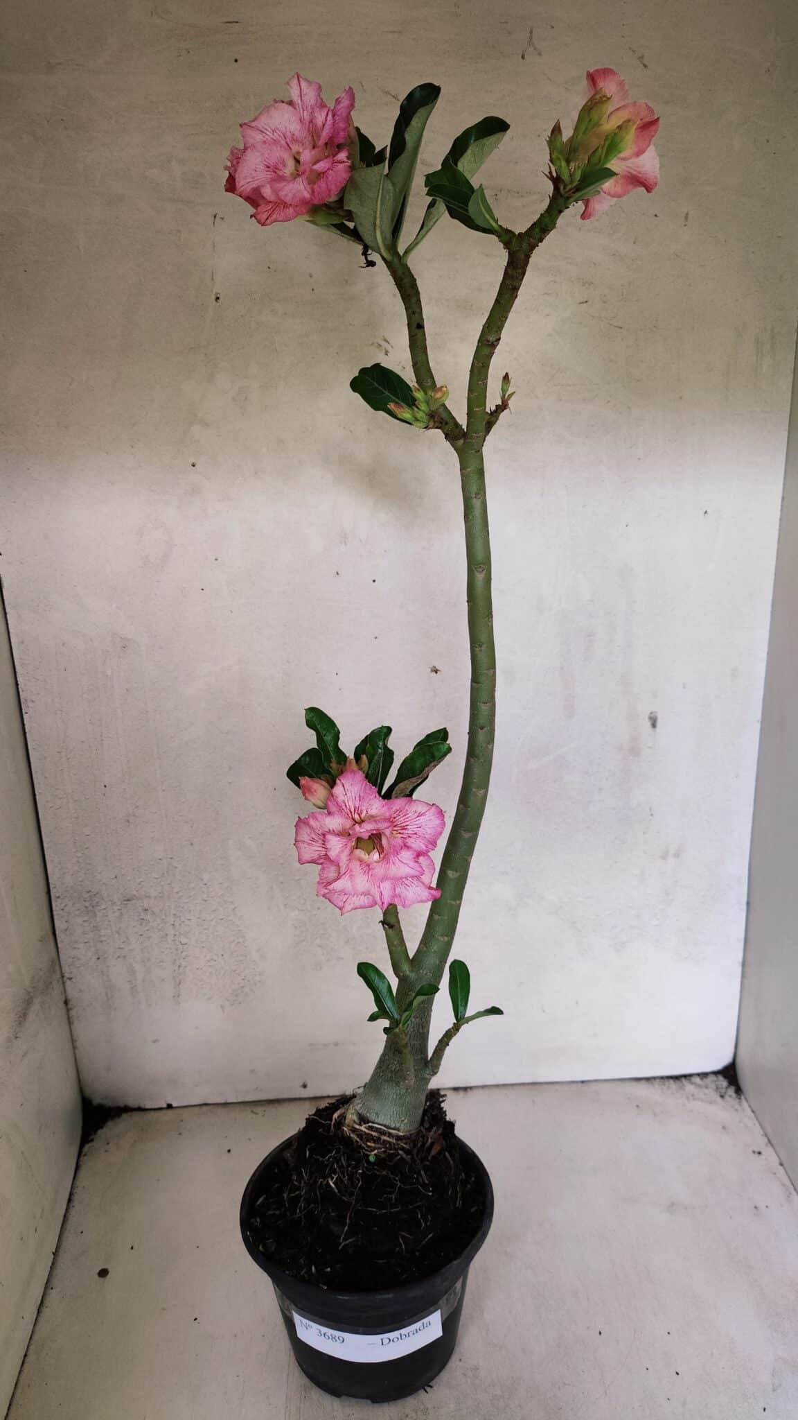 Planta Dobrada 3689 – 35cm – 03 anos - foto 2