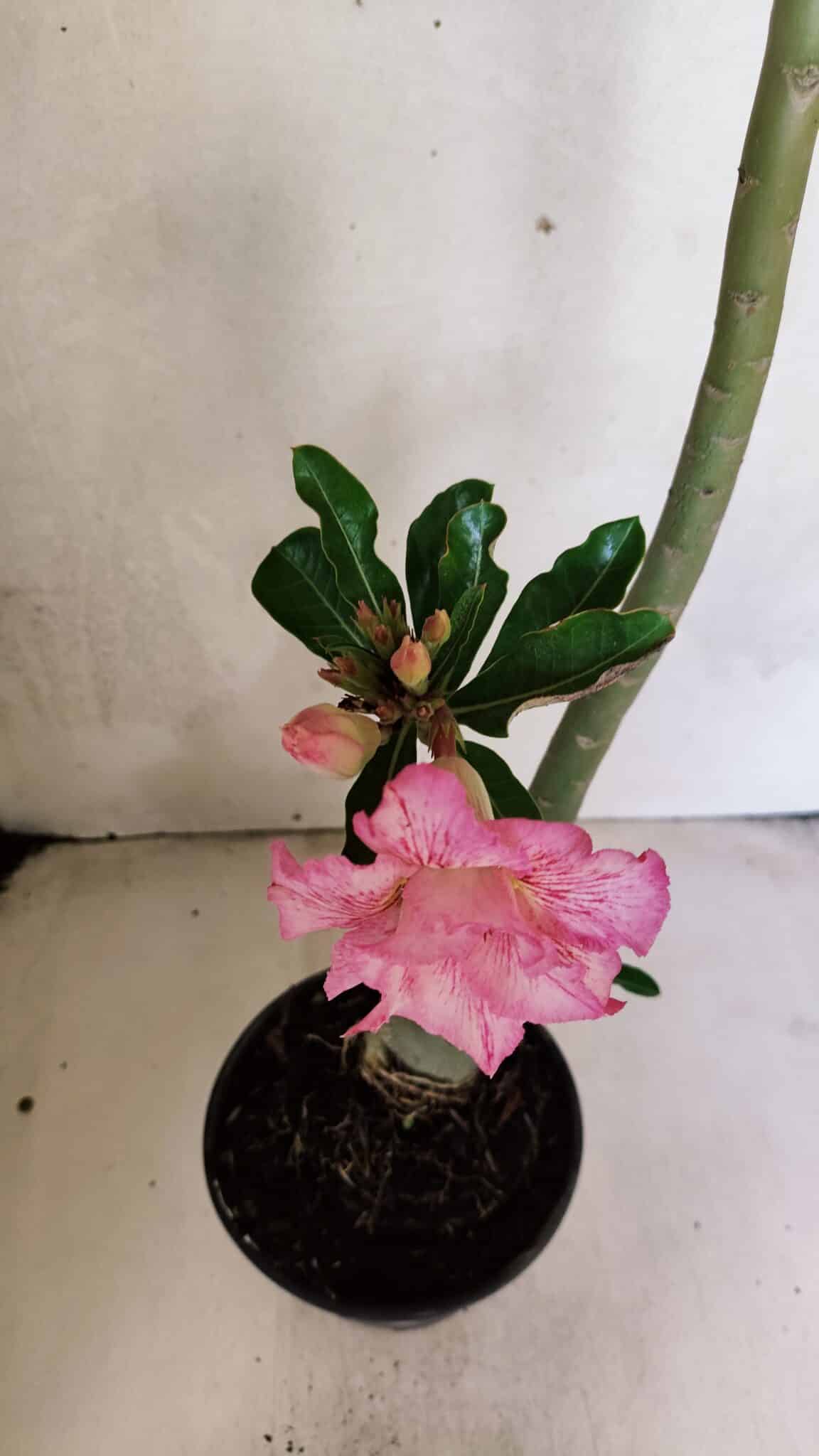 Planta Dobrada 3689 – 35cm – 03 anos - foto 4