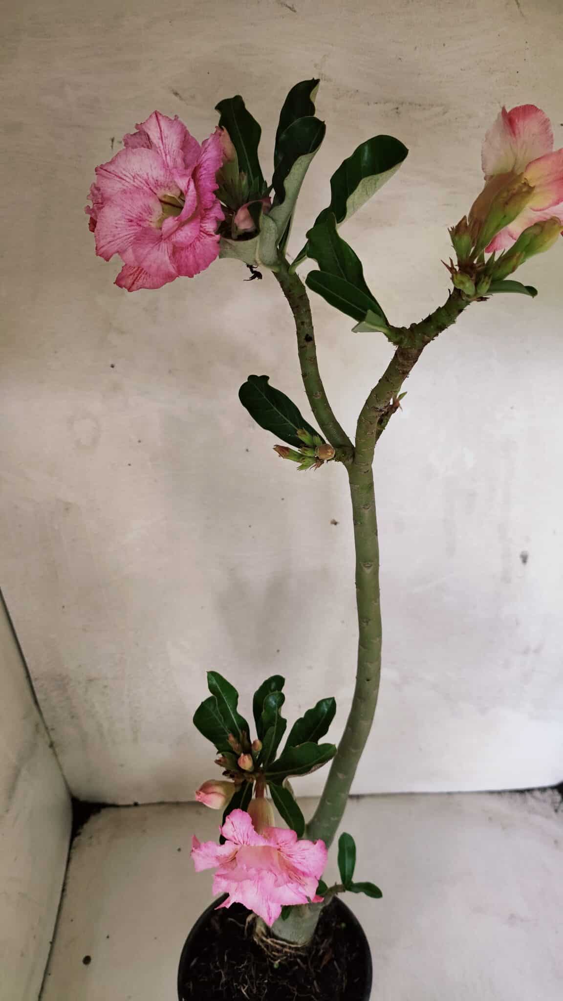 Planta Dobrada 3689 – 35cm – 03 anos - foto 8
