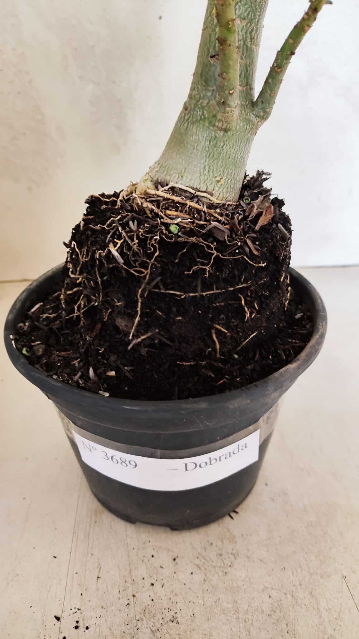 Planta Dobrada 3689 – 35cm – 03 anos - foto 7