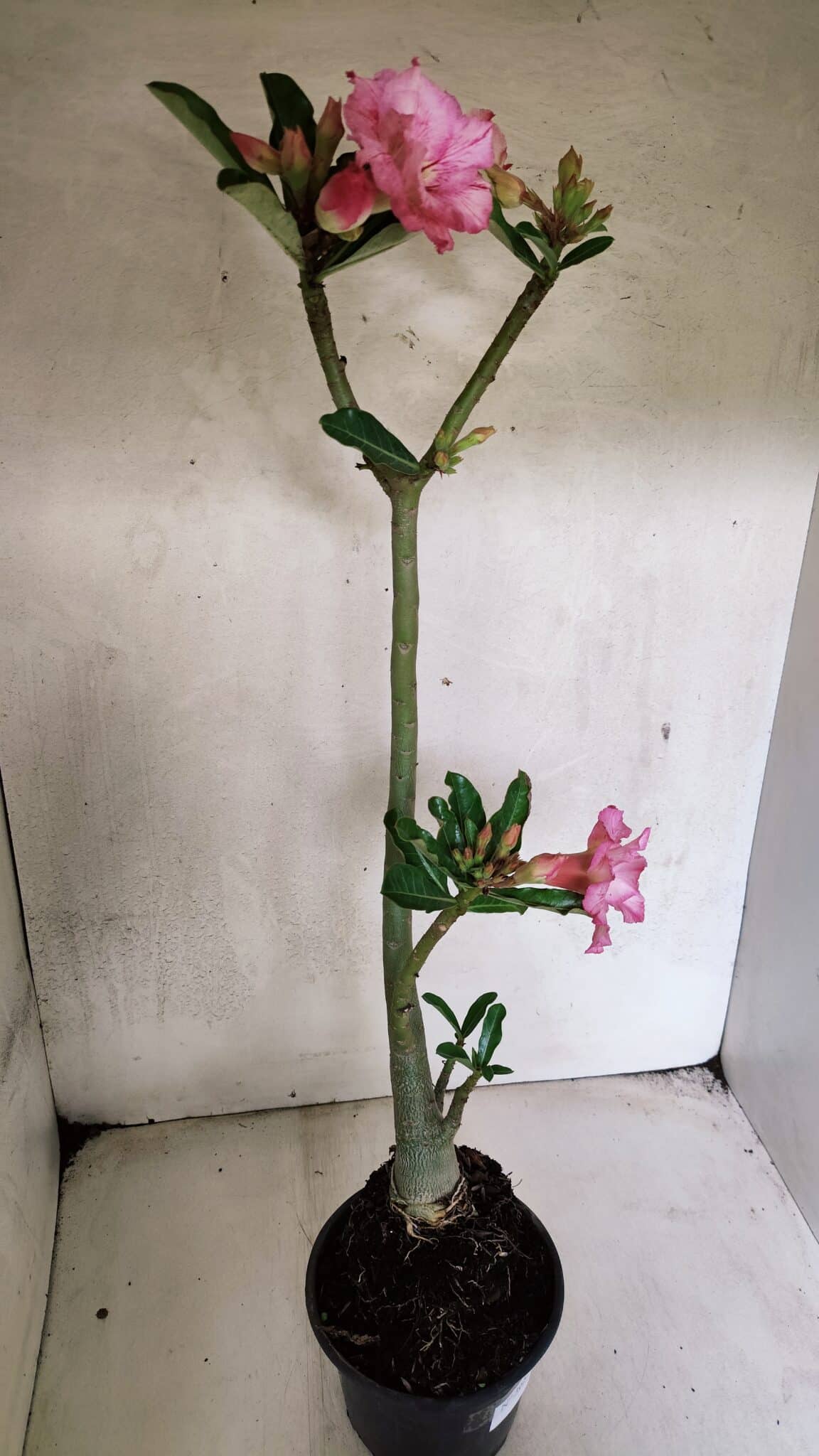 Planta Dobrada 3689 – 35cm – 03 anos - foto 6