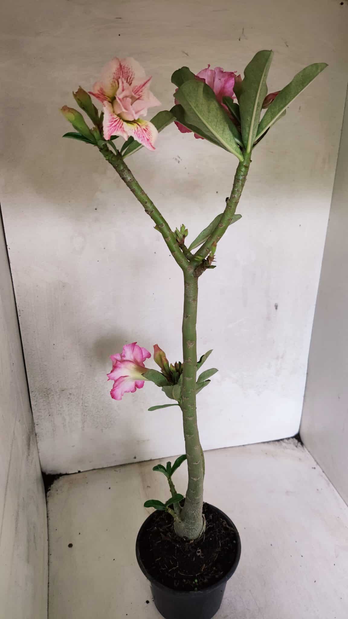 Planta Dobrada 3689 – 35cm – 03 anos - foto 5