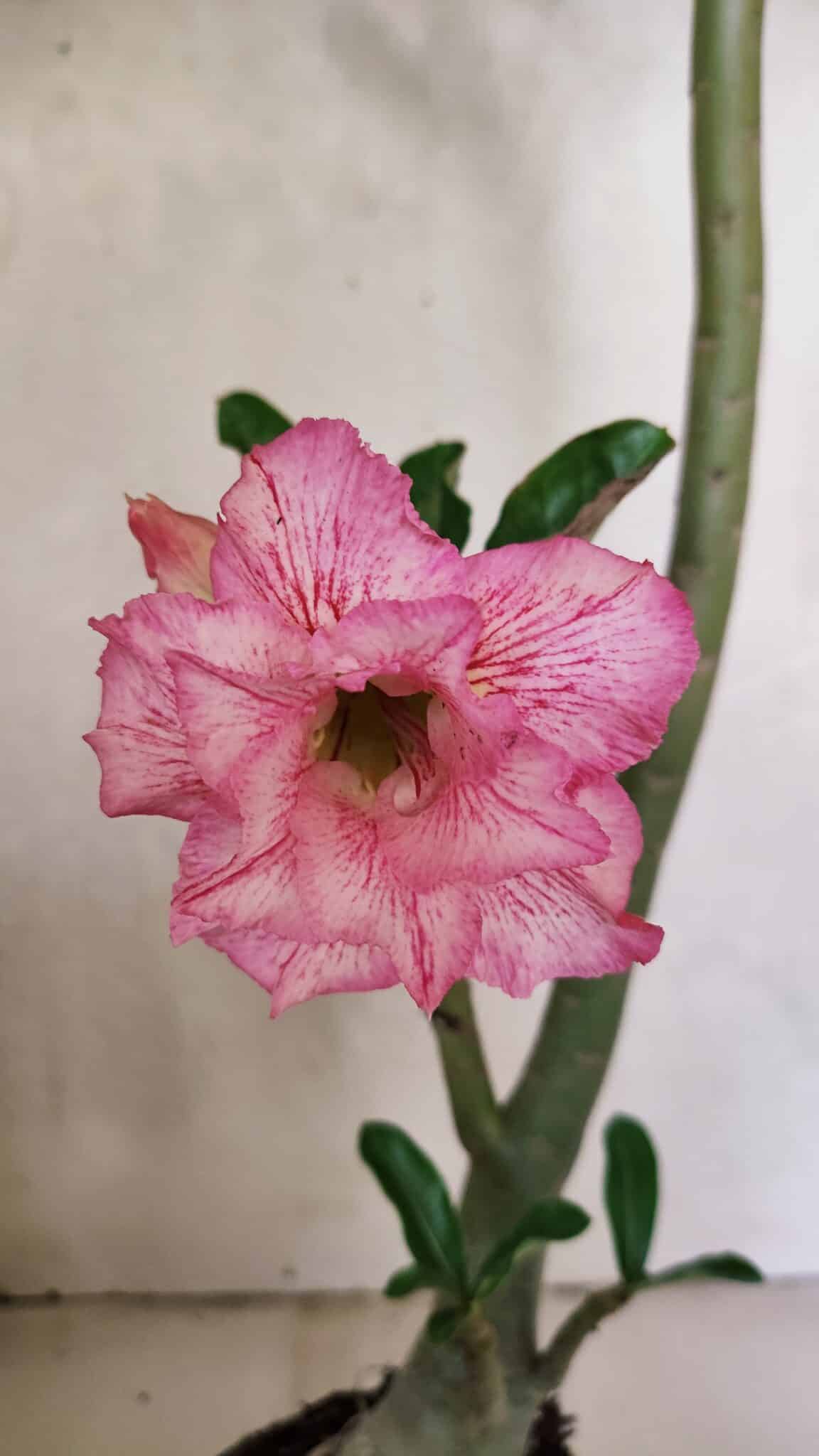 Planta Dobrada 3689 – 35cm – 03 anos - foto 3