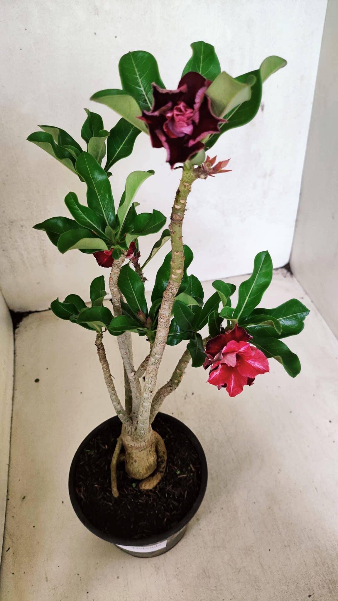 Planta Dobrada 3690 – 35cm – 03 anos - foto 2