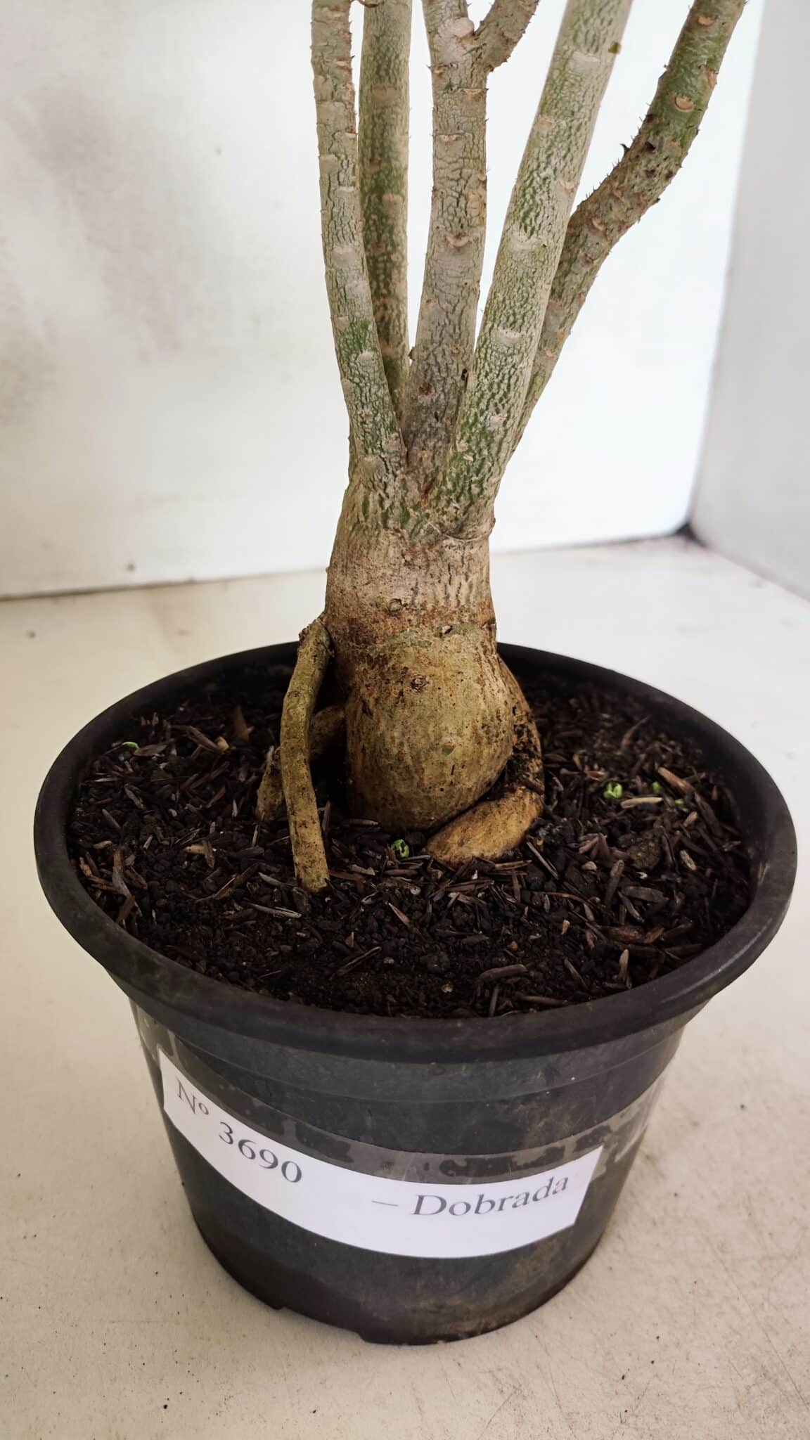Planta Dobrada 3690 – 35cm – 03 anos - foto 8
