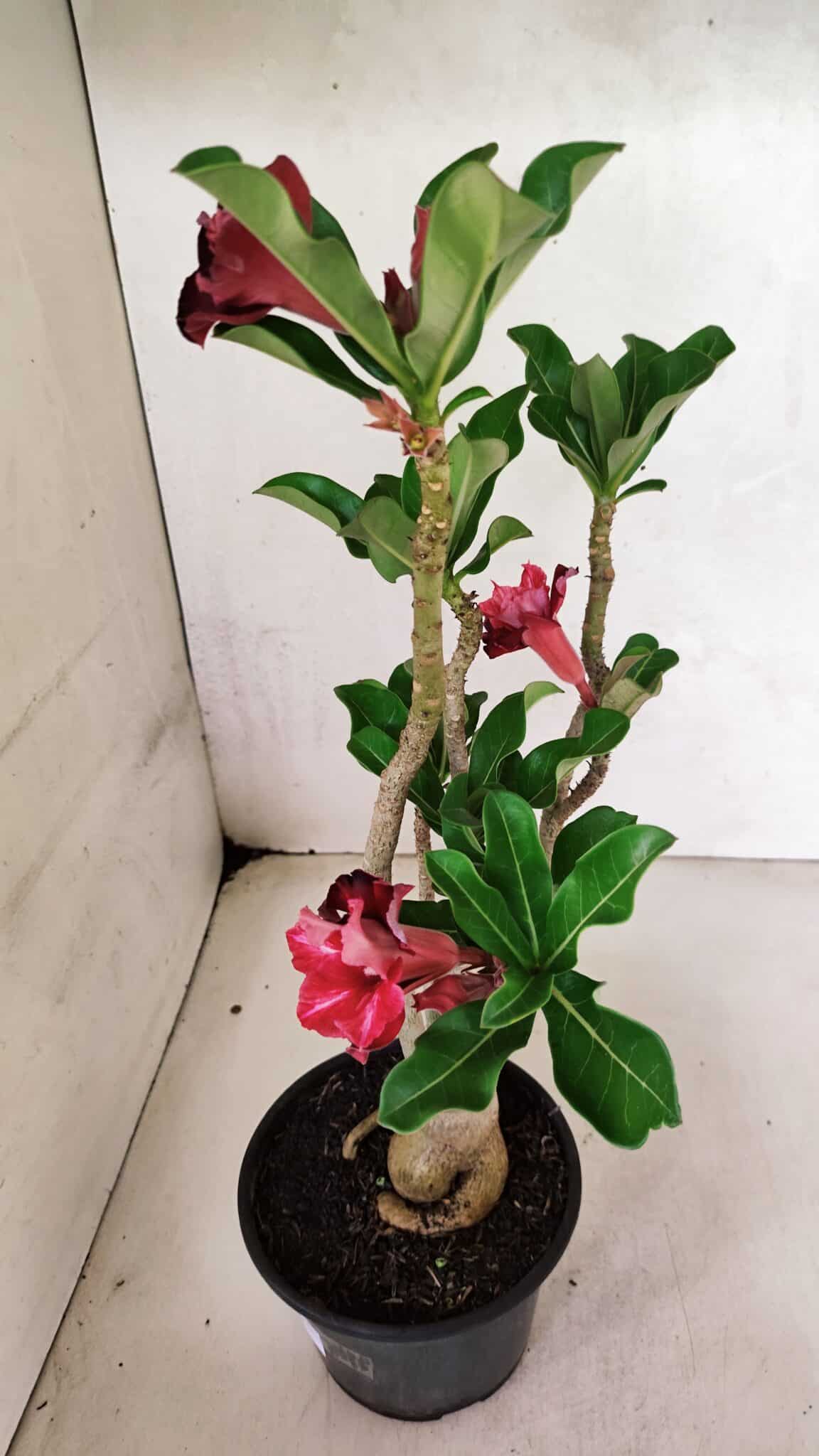 Planta Dobrada 3690 – 35cm – 03 anos - foto 5