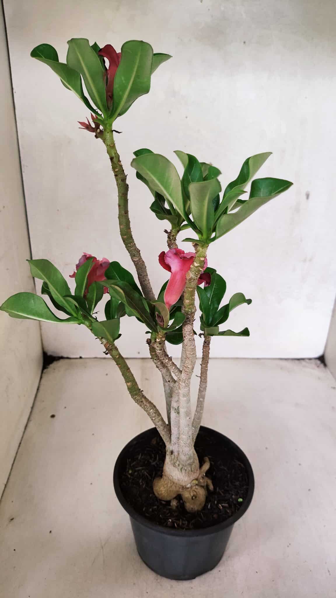 Planta Dobrada 3690 – 35cm – 03 anos - foto 7