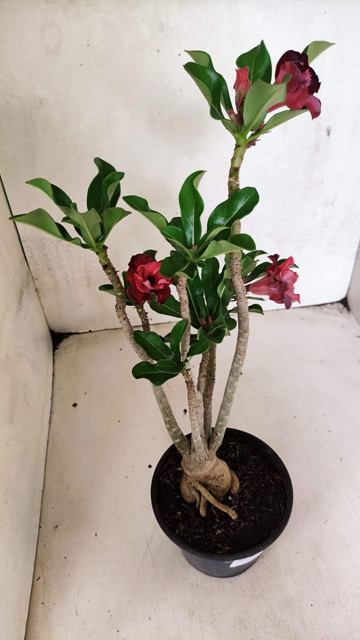 Planta Dobrada 3690 – 35cm – 03 anos - foto 6