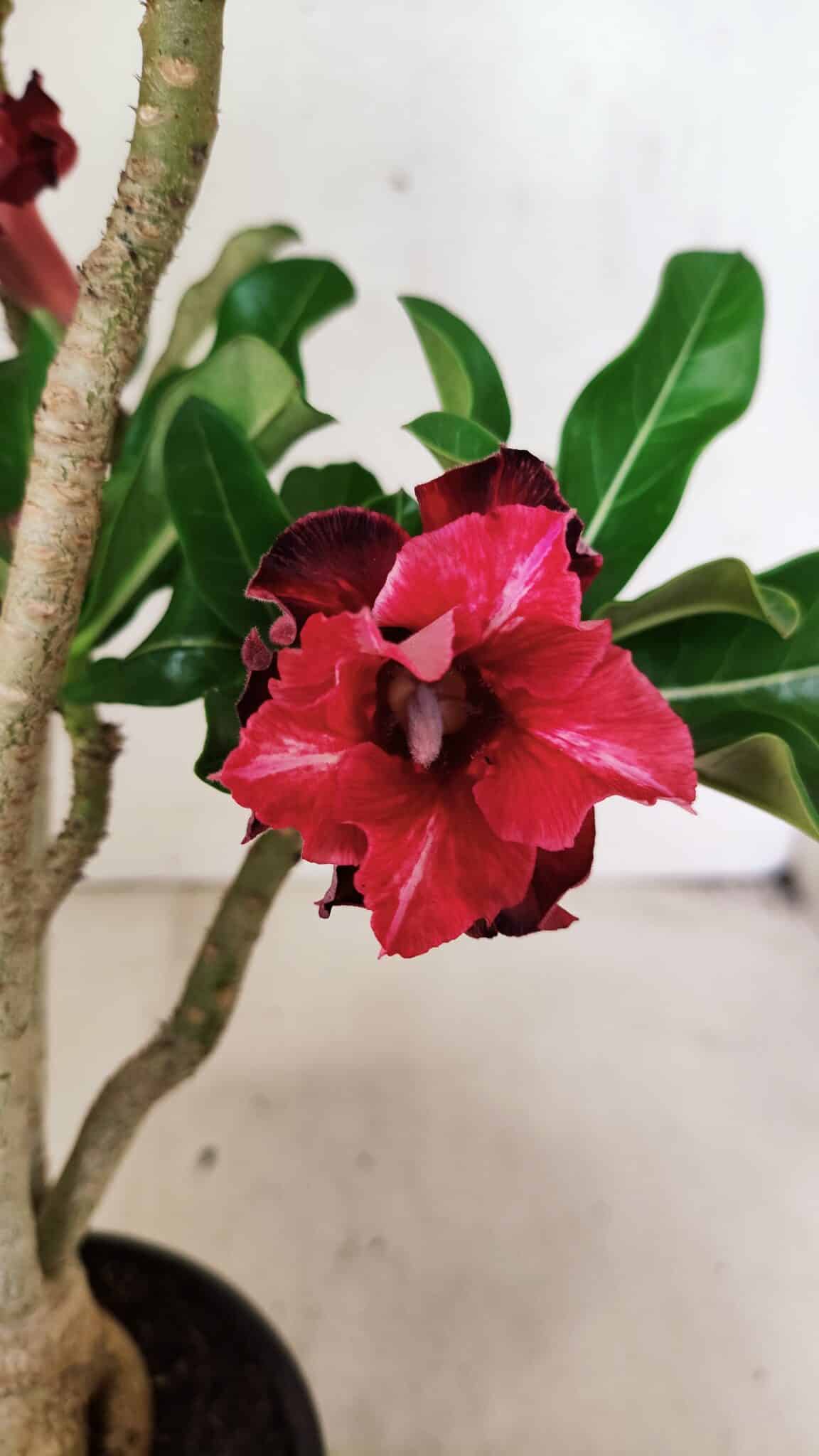 Planta Dobrada 3690 – 35cm – 03 anos - foto 3