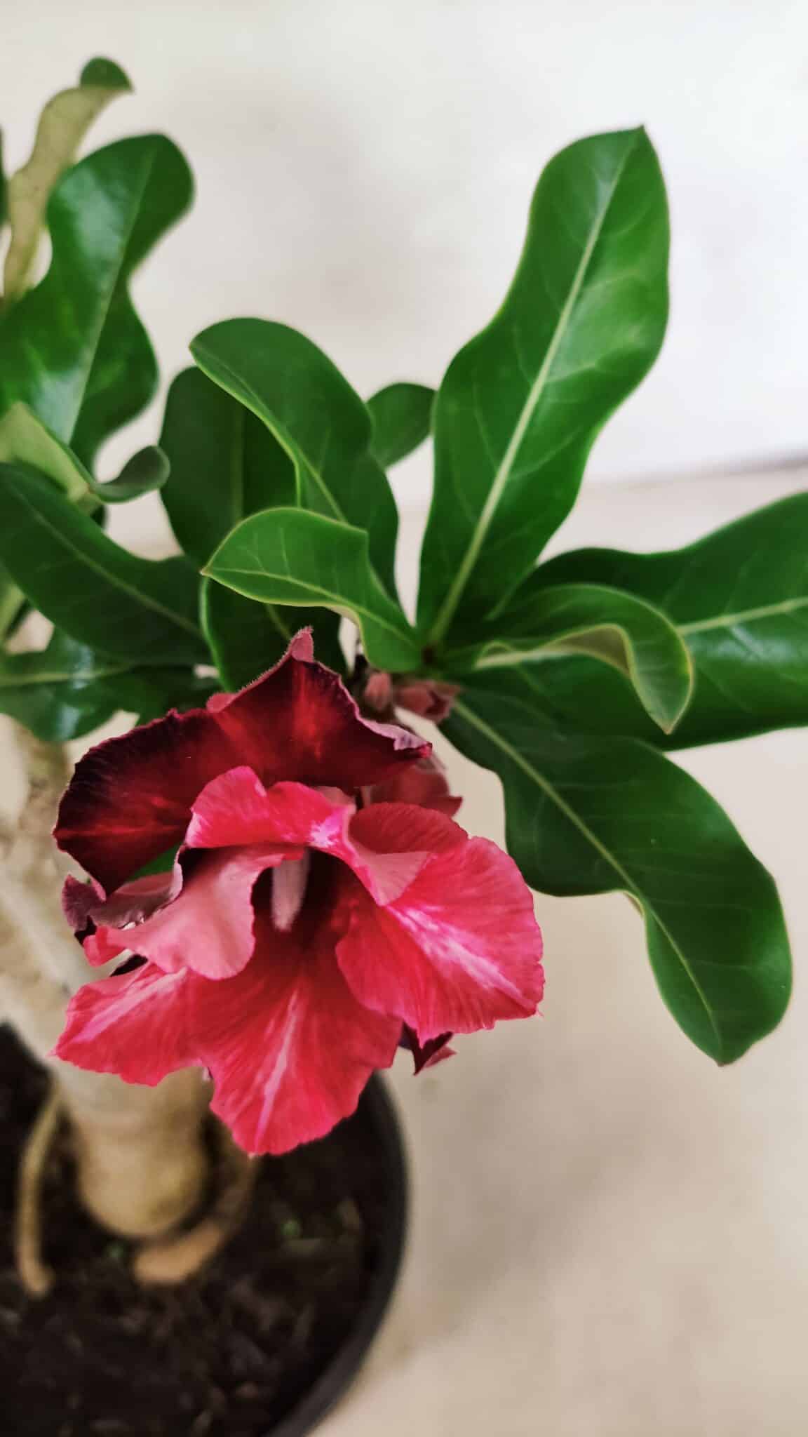Planta Dobrada 3690 – 35cm – 03 anos - foto 4