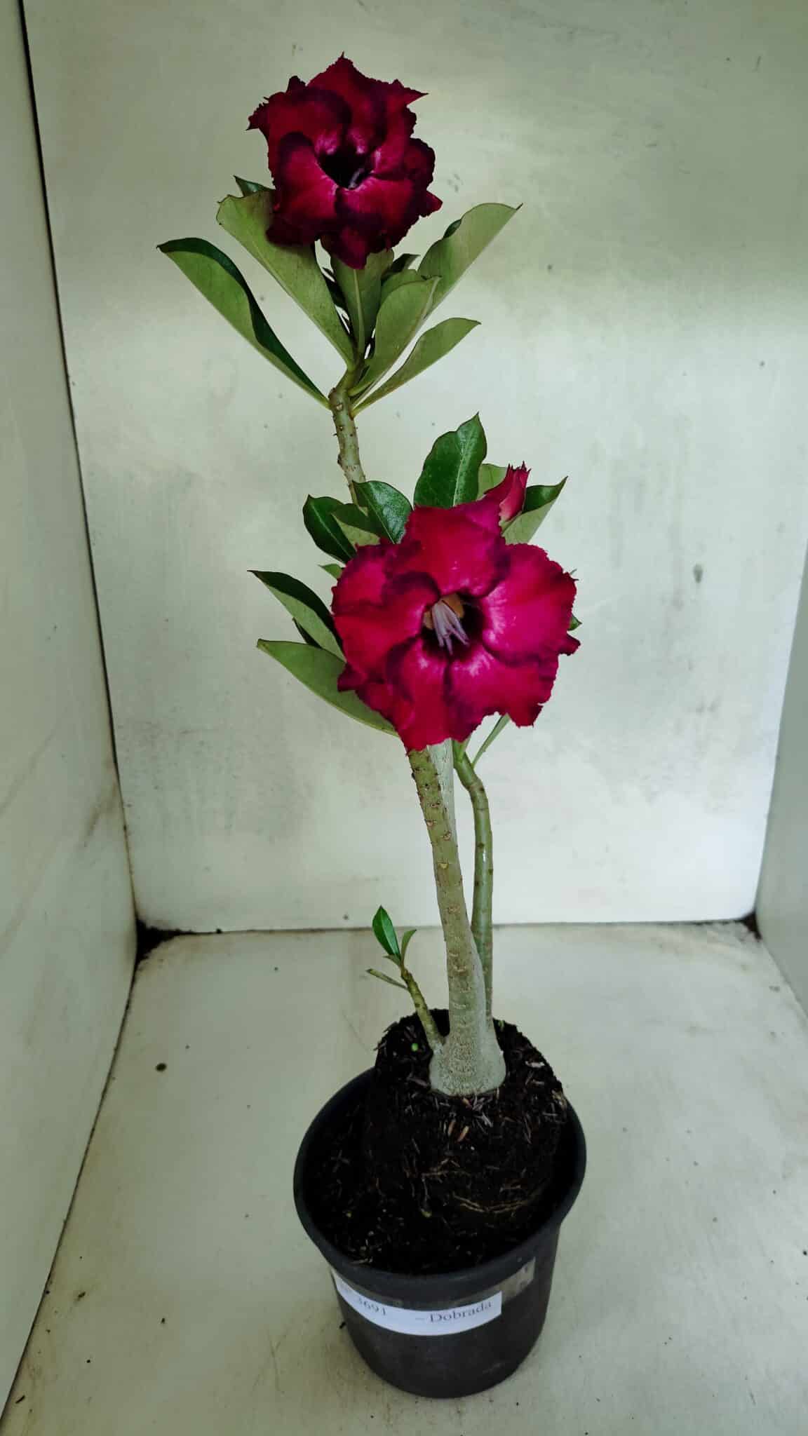 Planta Dobrada 3691 – 35cm – 03 anos - foto 2