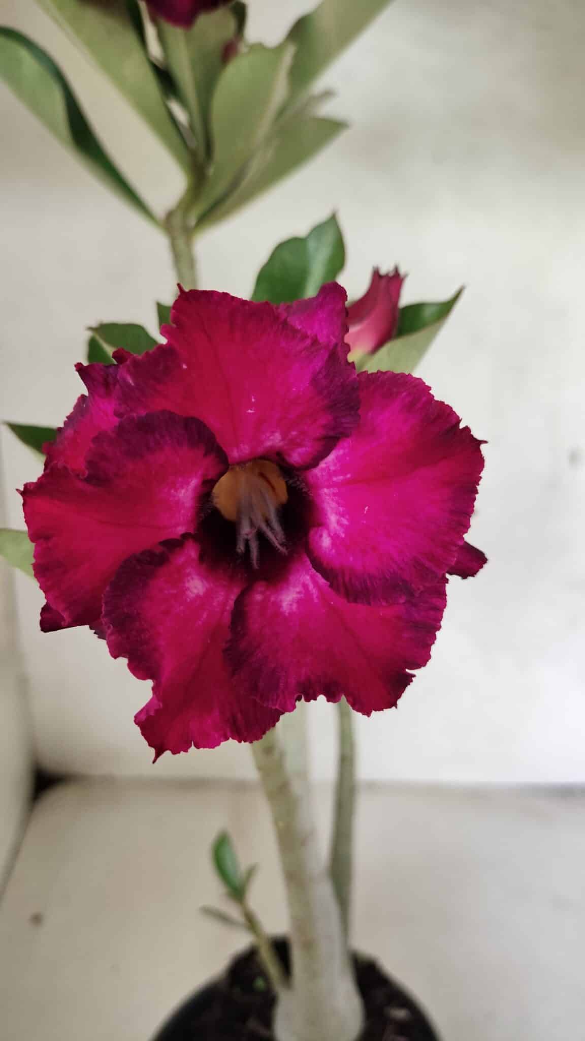 Planta Dobrada 3691 – 35cm – 03 anos - foto 3