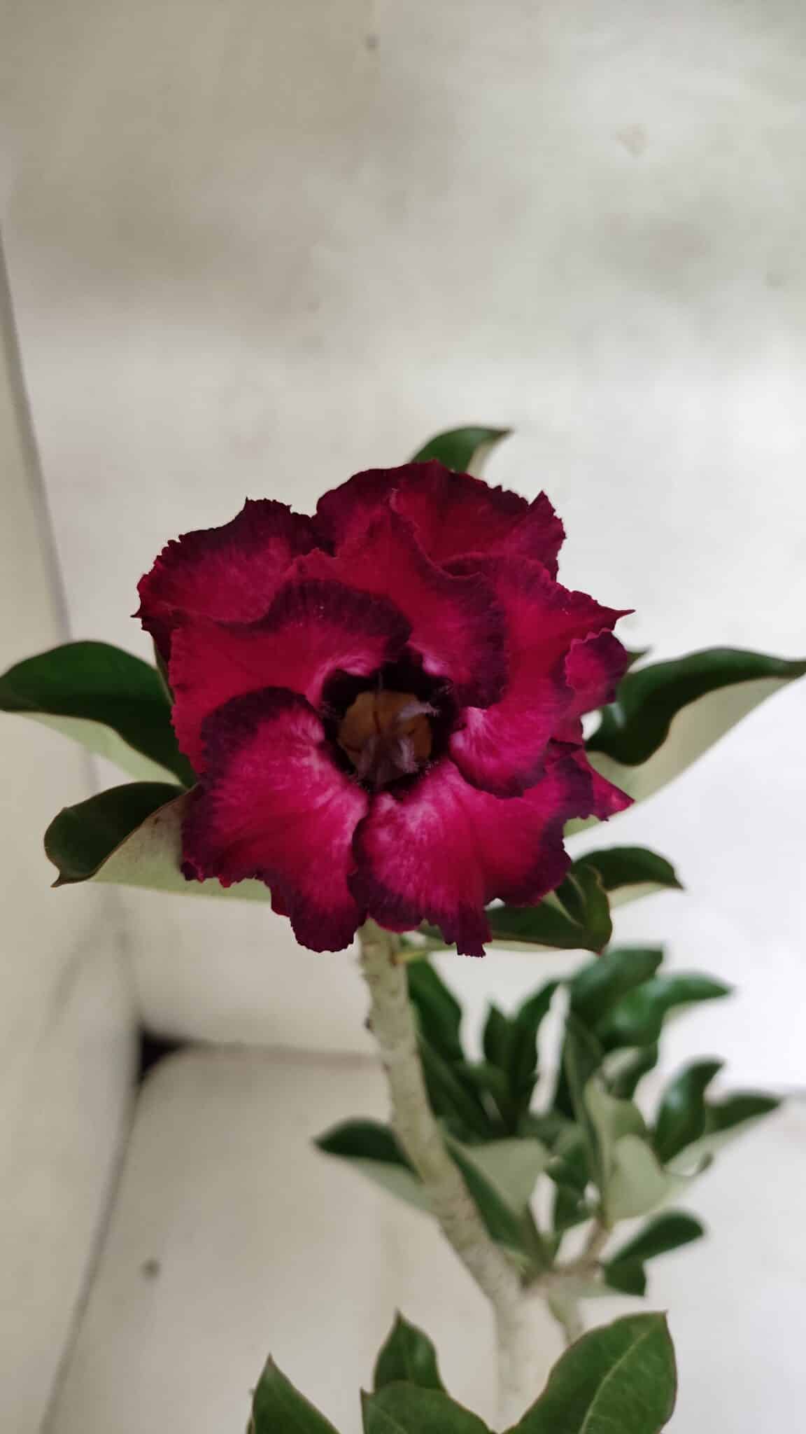 Planta Dobrada 3691 – 35cm – 03 anos - foto 4