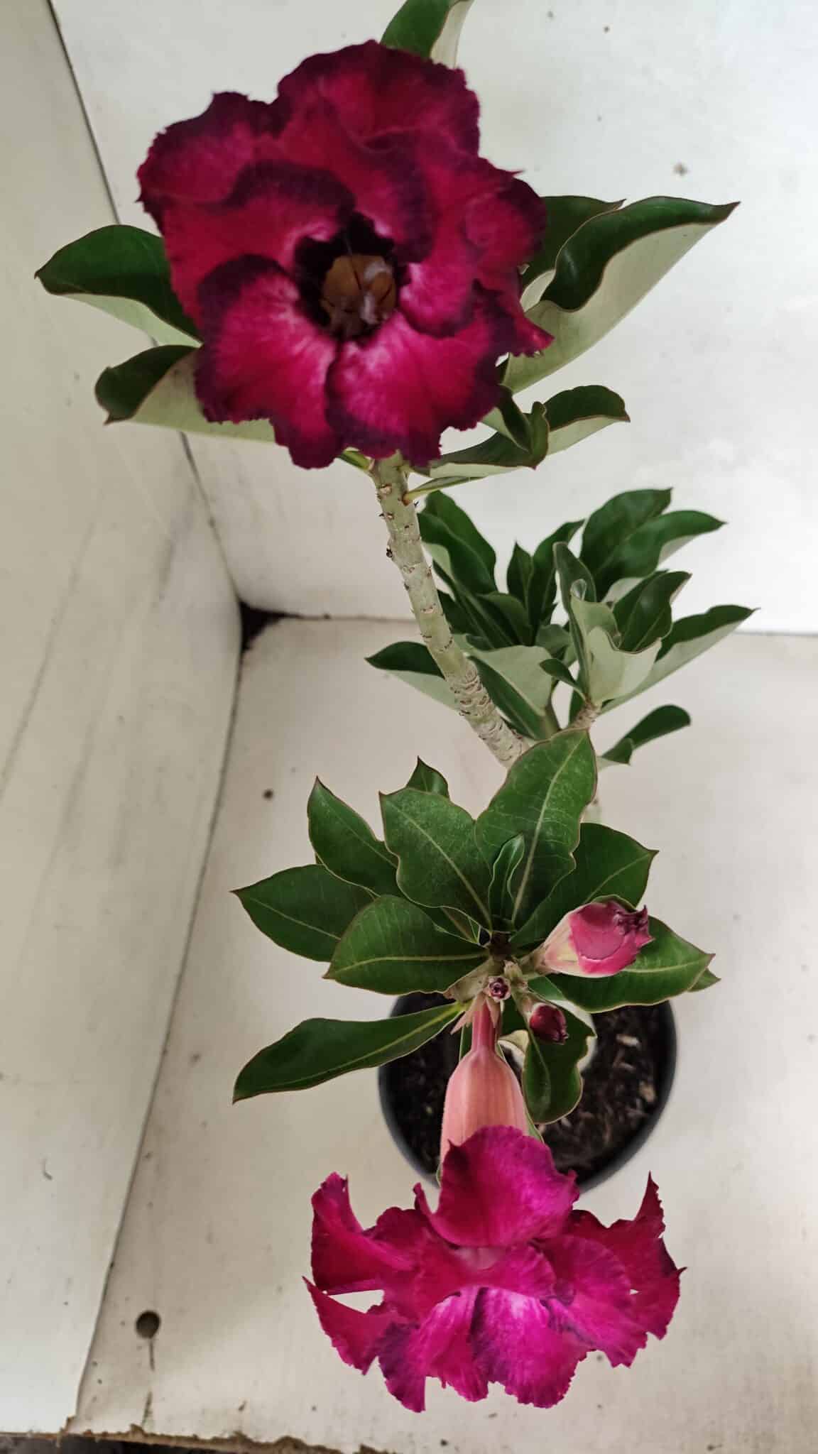 Planta Dobrada 3691 – 35cm – 03 anos - foto 5