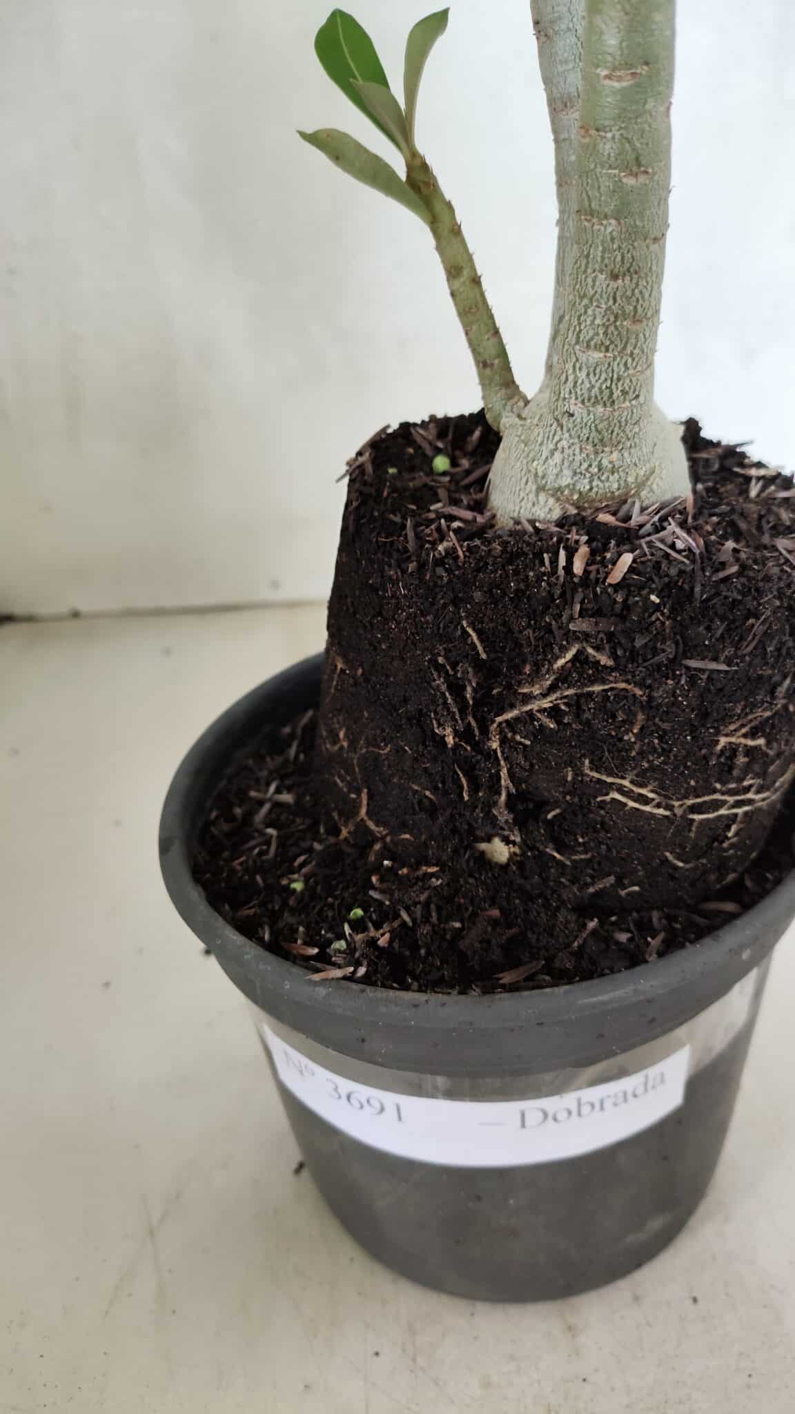 Planta Dobrada 3691 – 35cm – 03 anos - foto 7