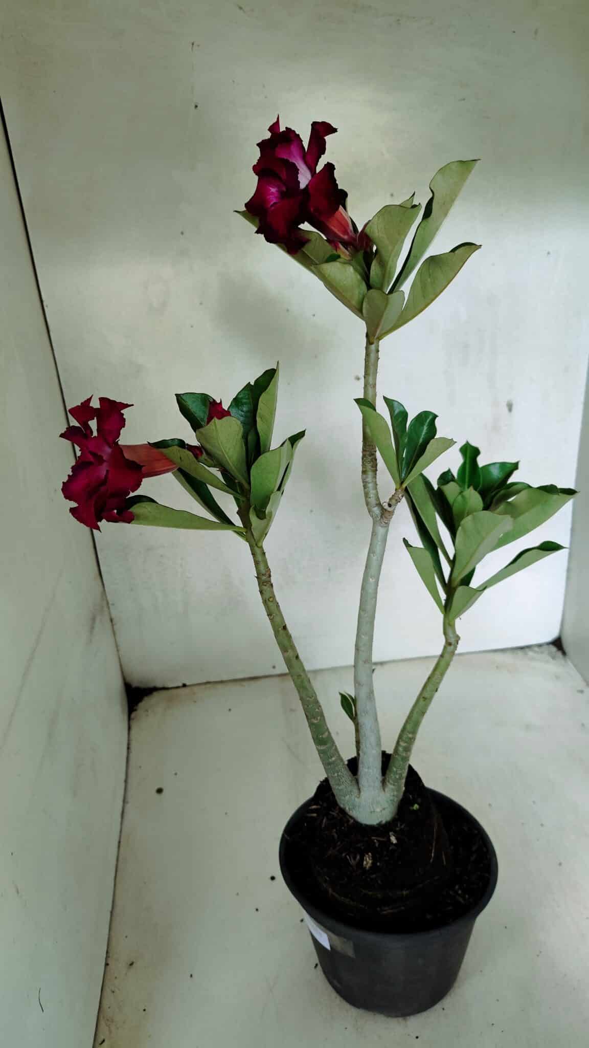 Planta Dobrada 3691 – 35cm – 03 anos - foto 6