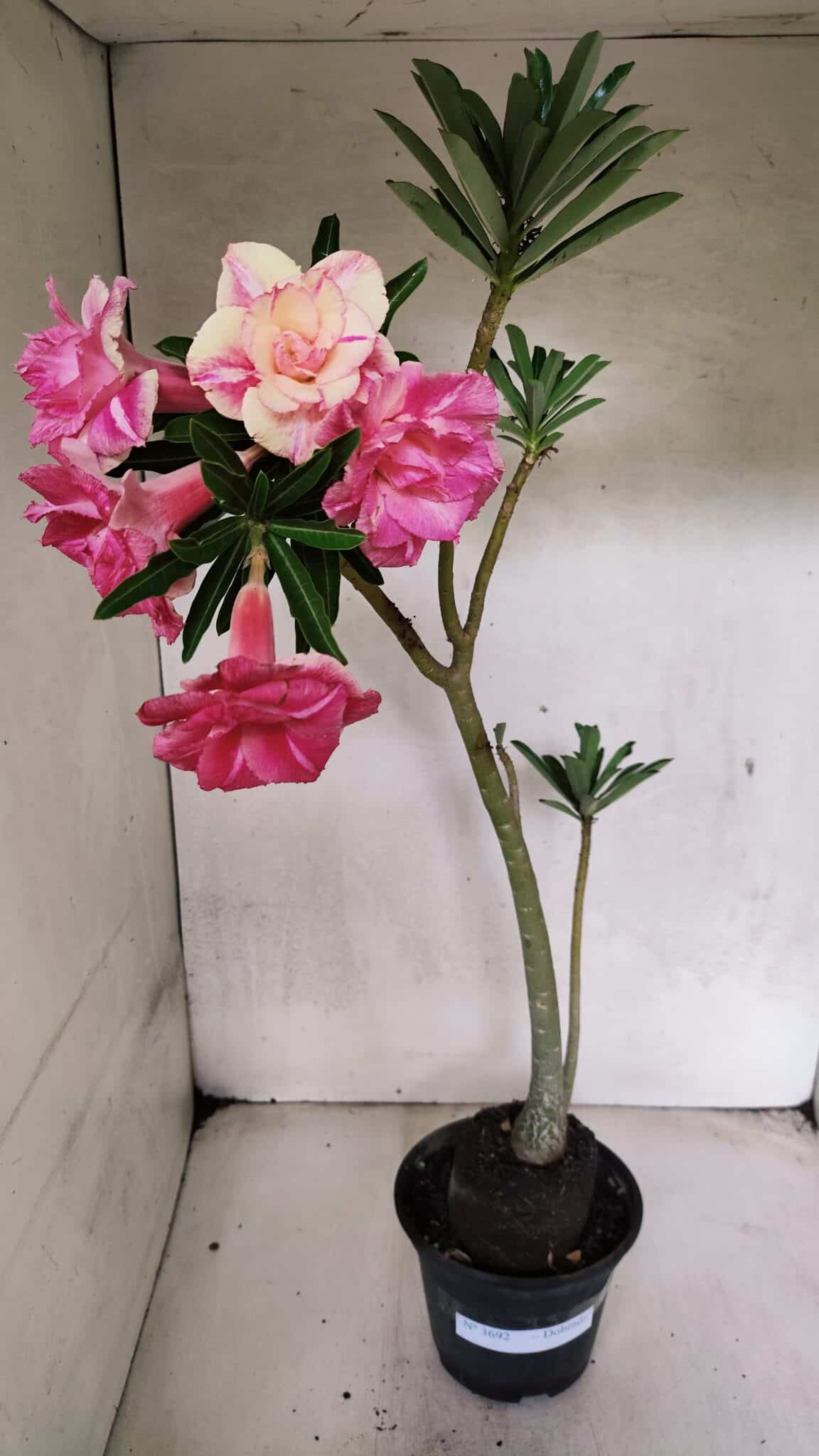 Planta Dobrada 3692 – 35cm – 03 anos - foto 2