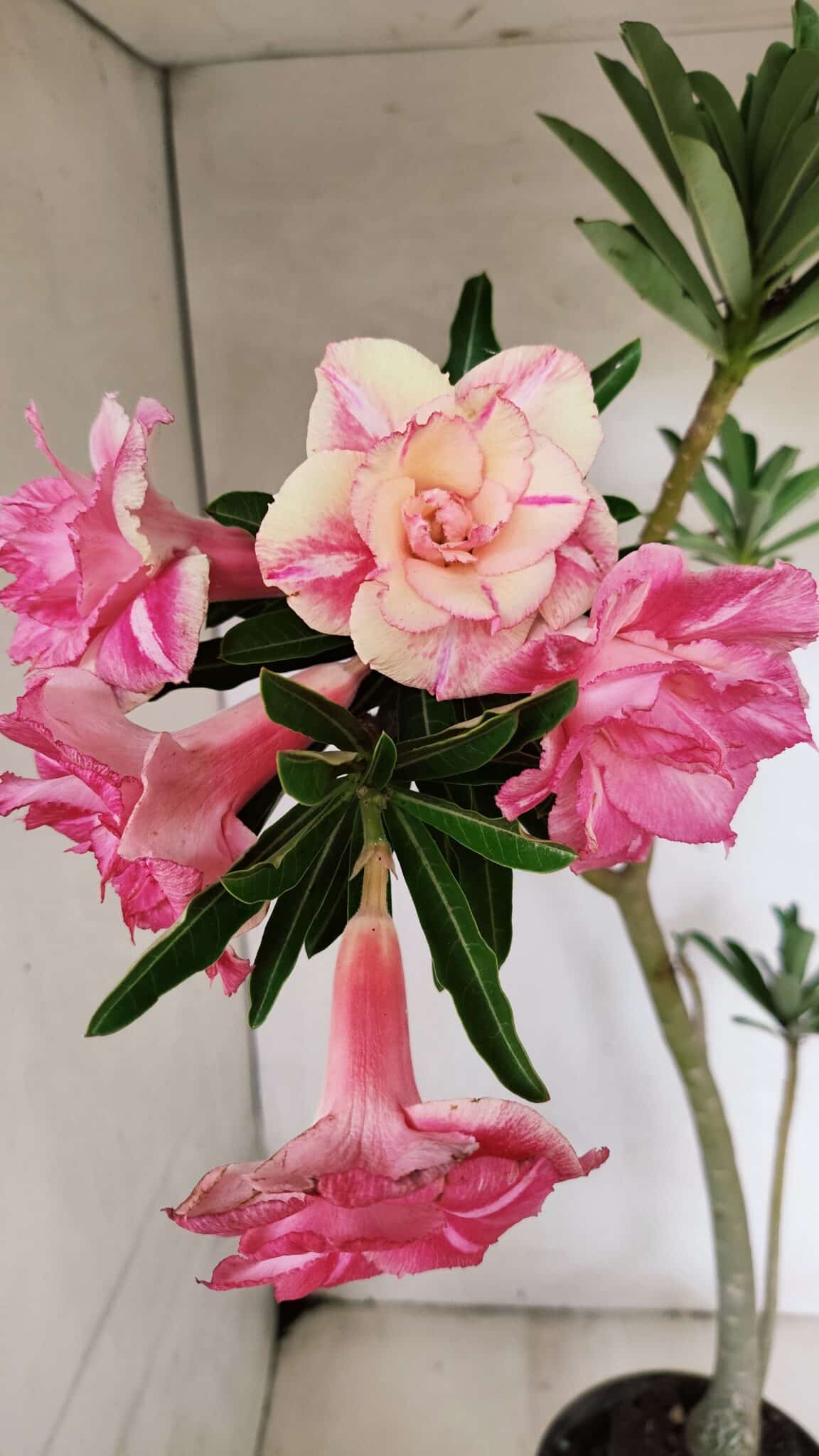 Planta Dobrada 3692 – 35cm – 03 anos - foto 4