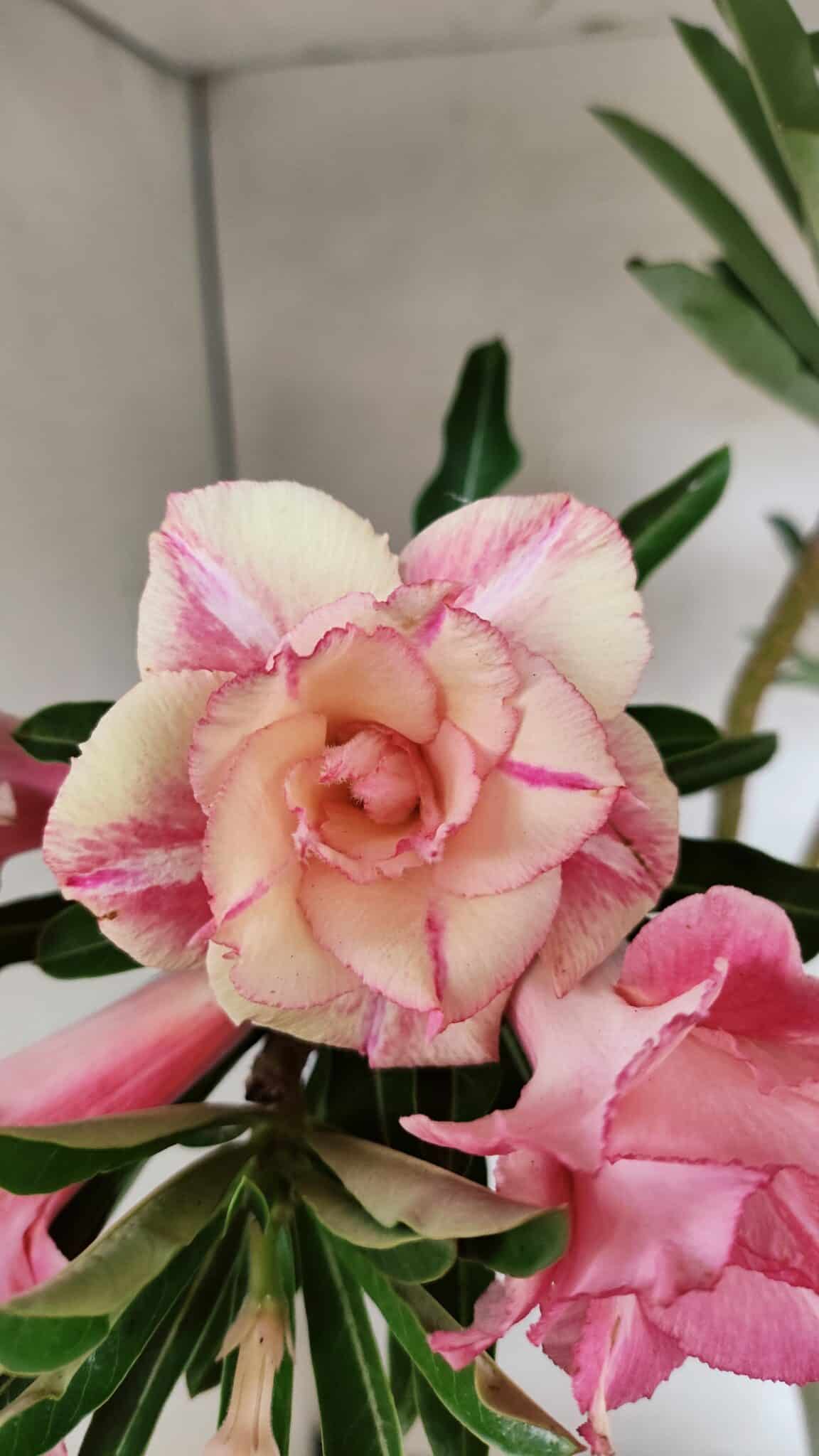 Planta Dobrada 3692 – 35cm – 03 anos - foto 3