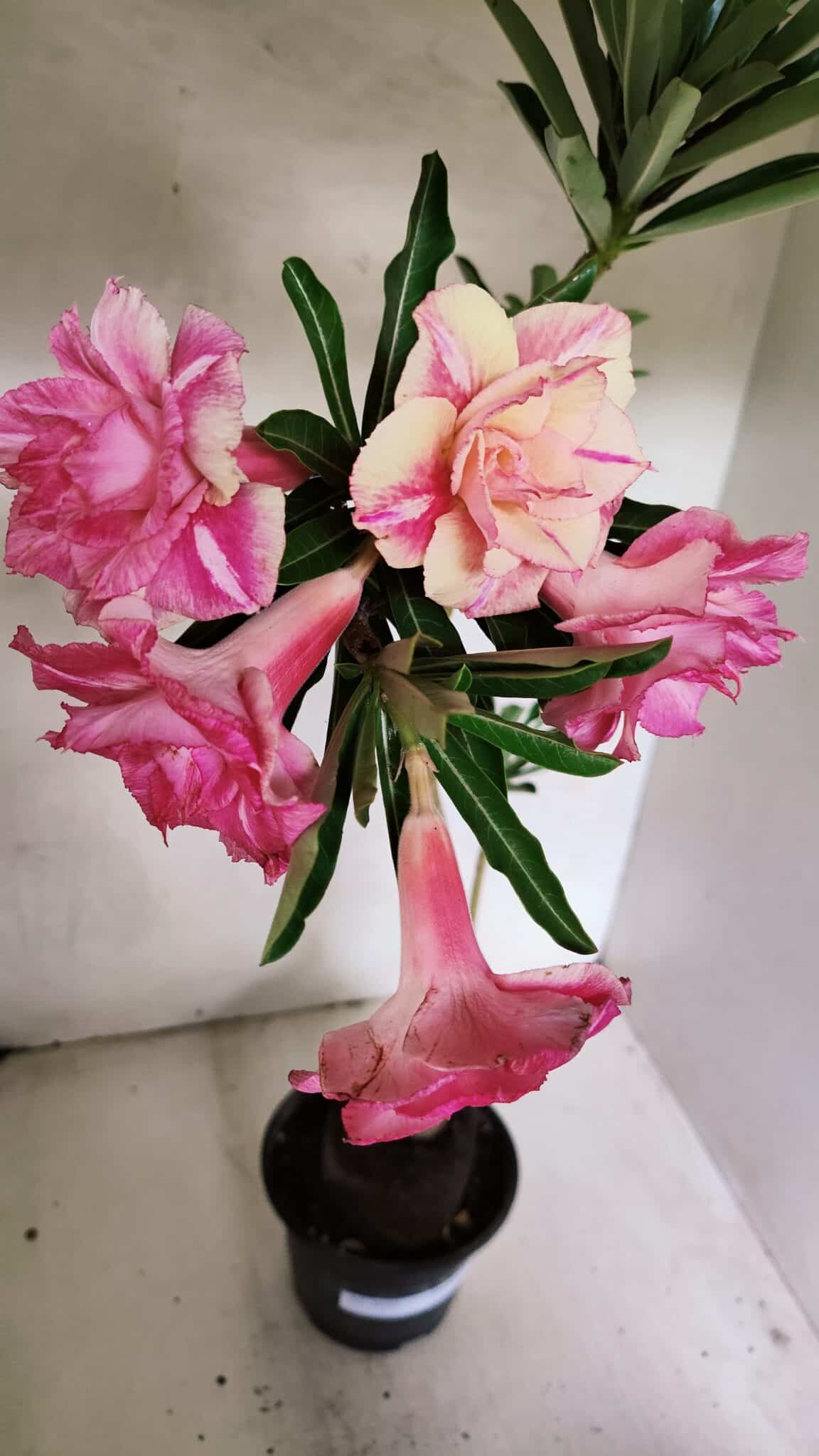 Planta Dobrada 3692 – 35cm – 03 anos - foto 5