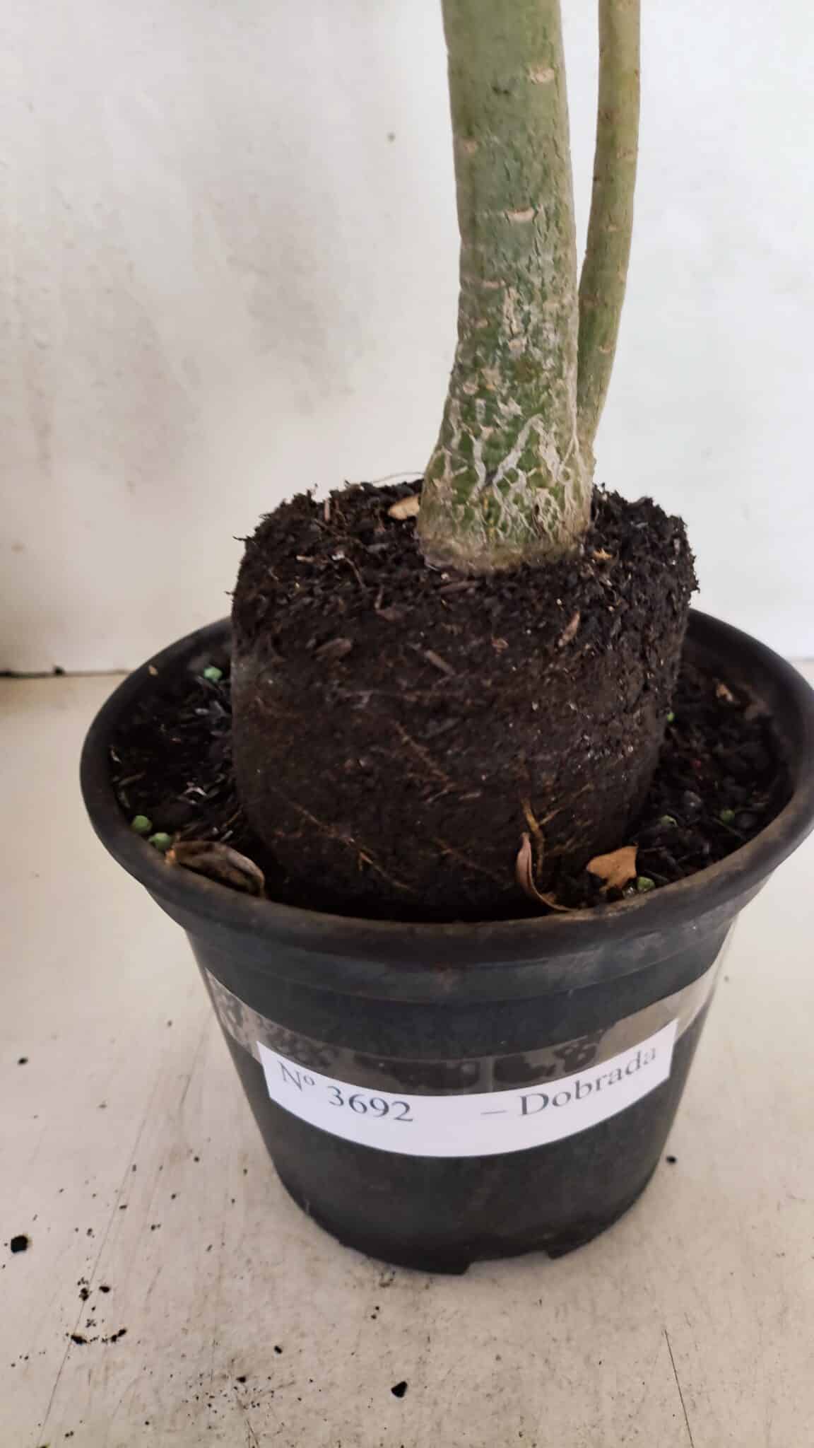 Planta Dobrada 3692 – 35cm – 03 anos - foto 8
