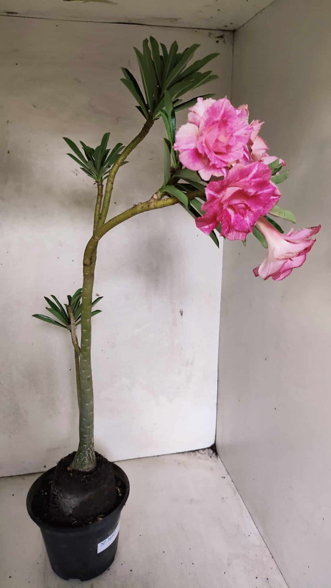 Planta Dobrada 3692 – 35cm – 03 anos - foto 7