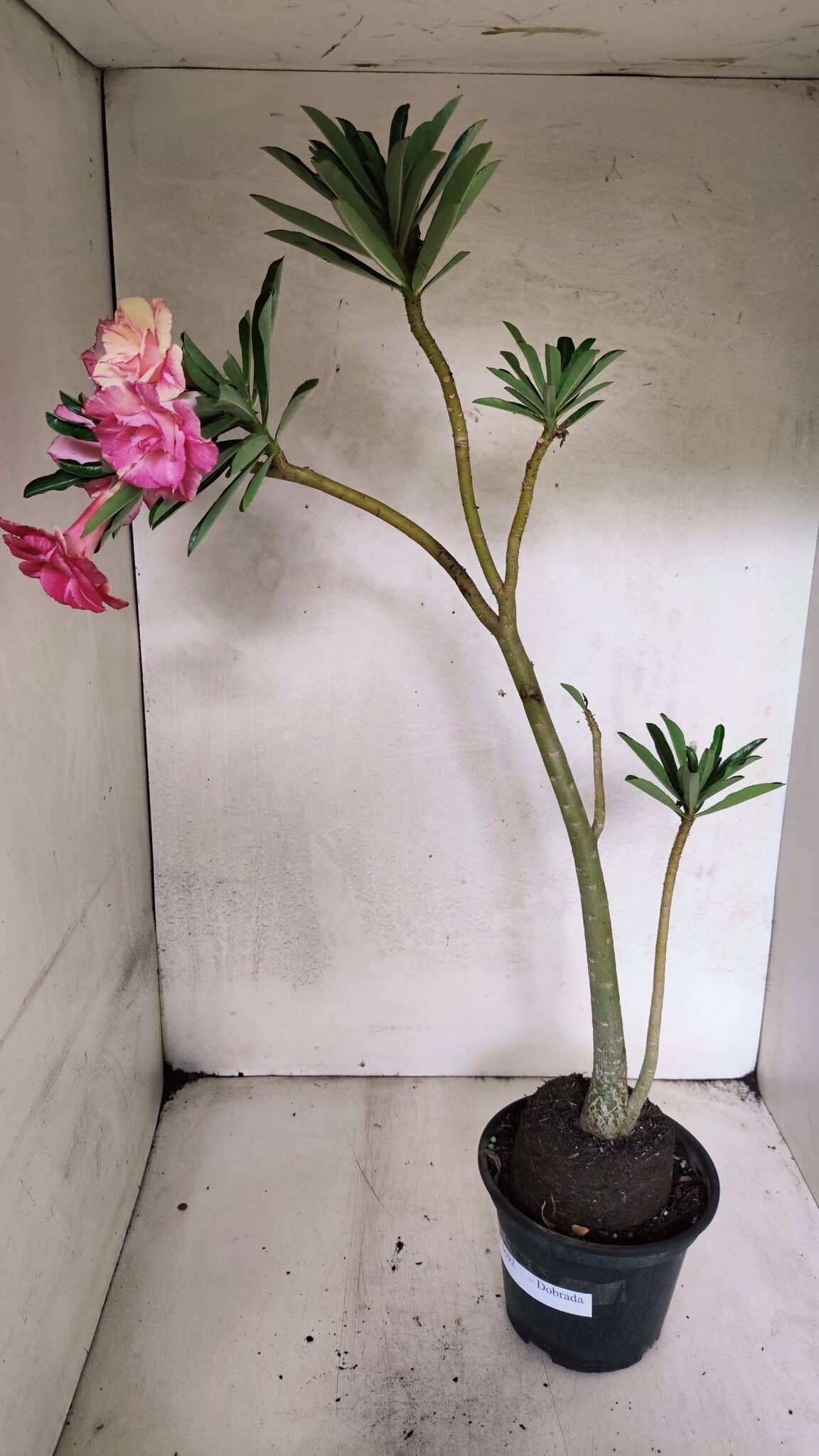 Planta Dobrada 3692 – 35cm – 03 anos - foto 6