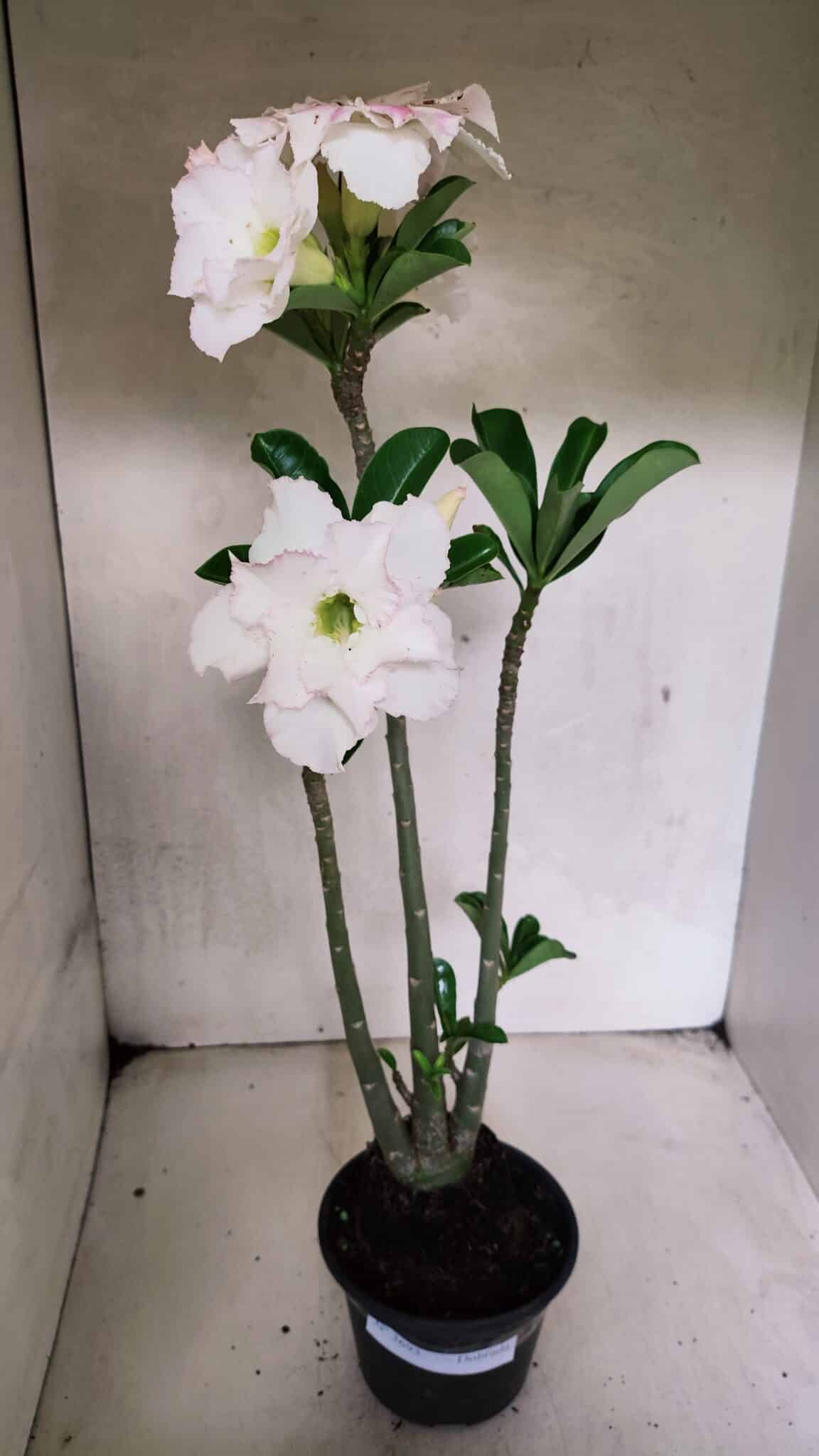 Planta Dobrada 3693 – 35cm – 03 anos - foto 2