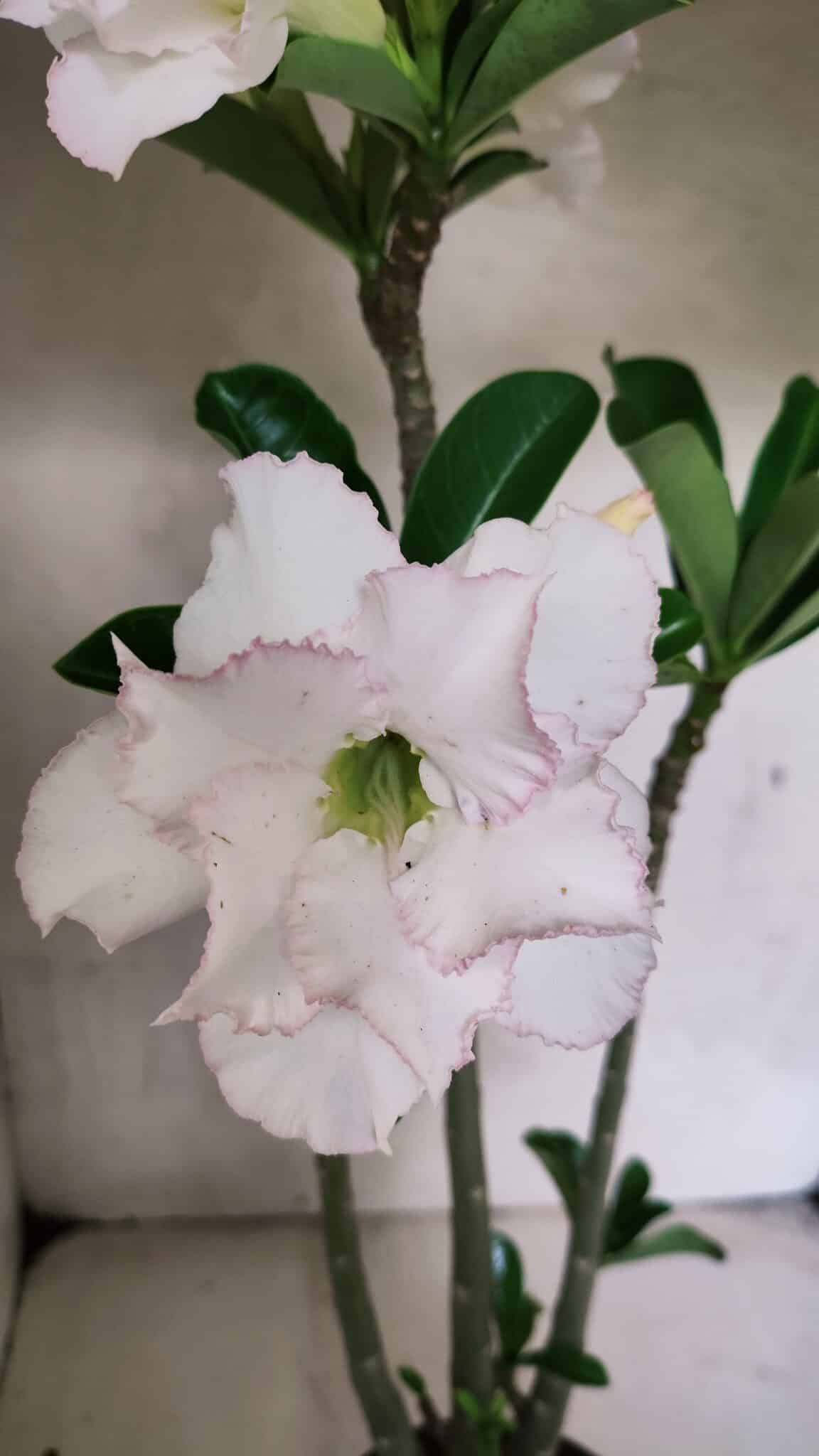 Planta Dobrada 3693 – 35cm – 03 anos - foto 3