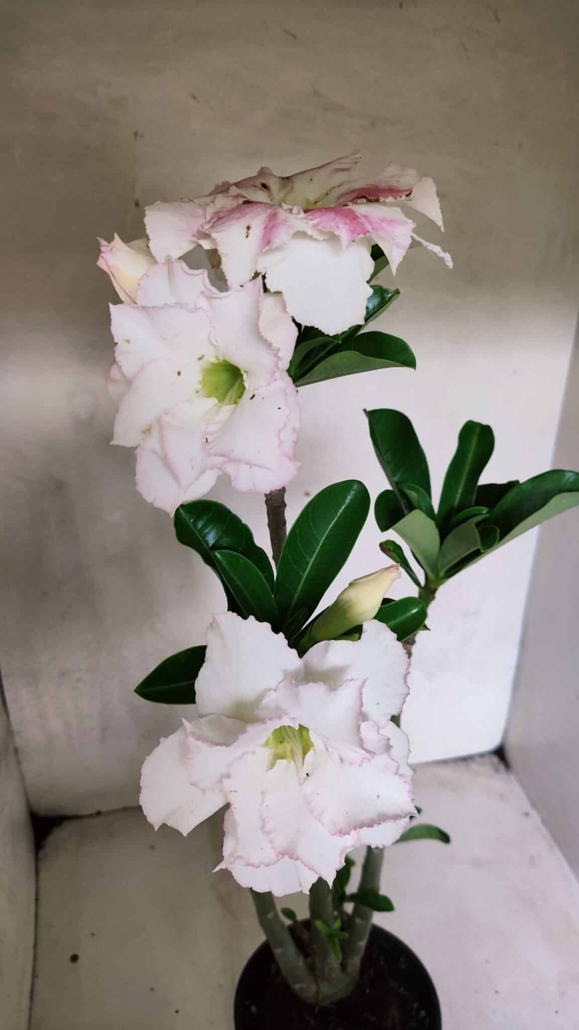 Planta Dobrada 3693 – 35cm – 03 anos - foto 4