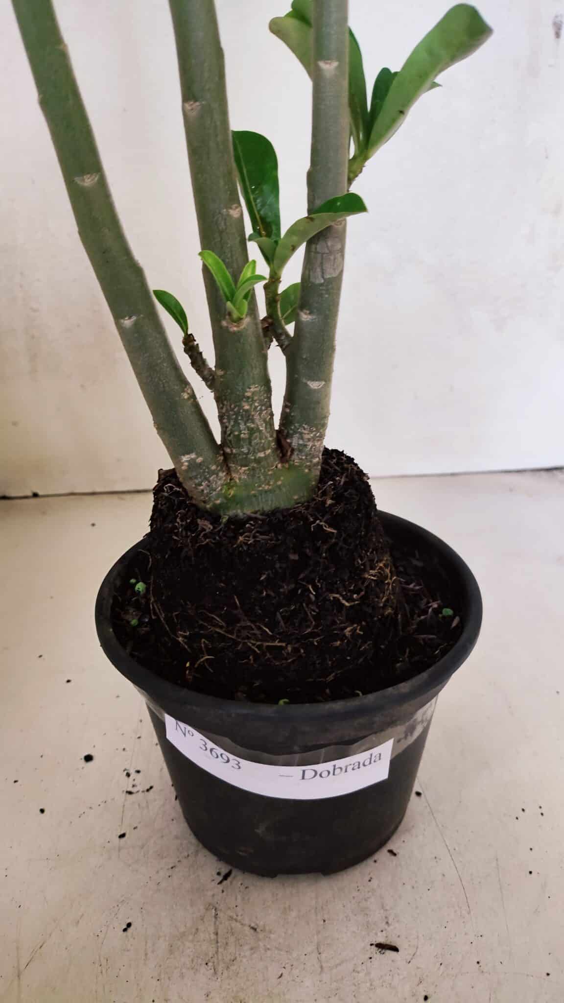Planta Dobrada 3693 – 35cm – 03 anos - foto 7