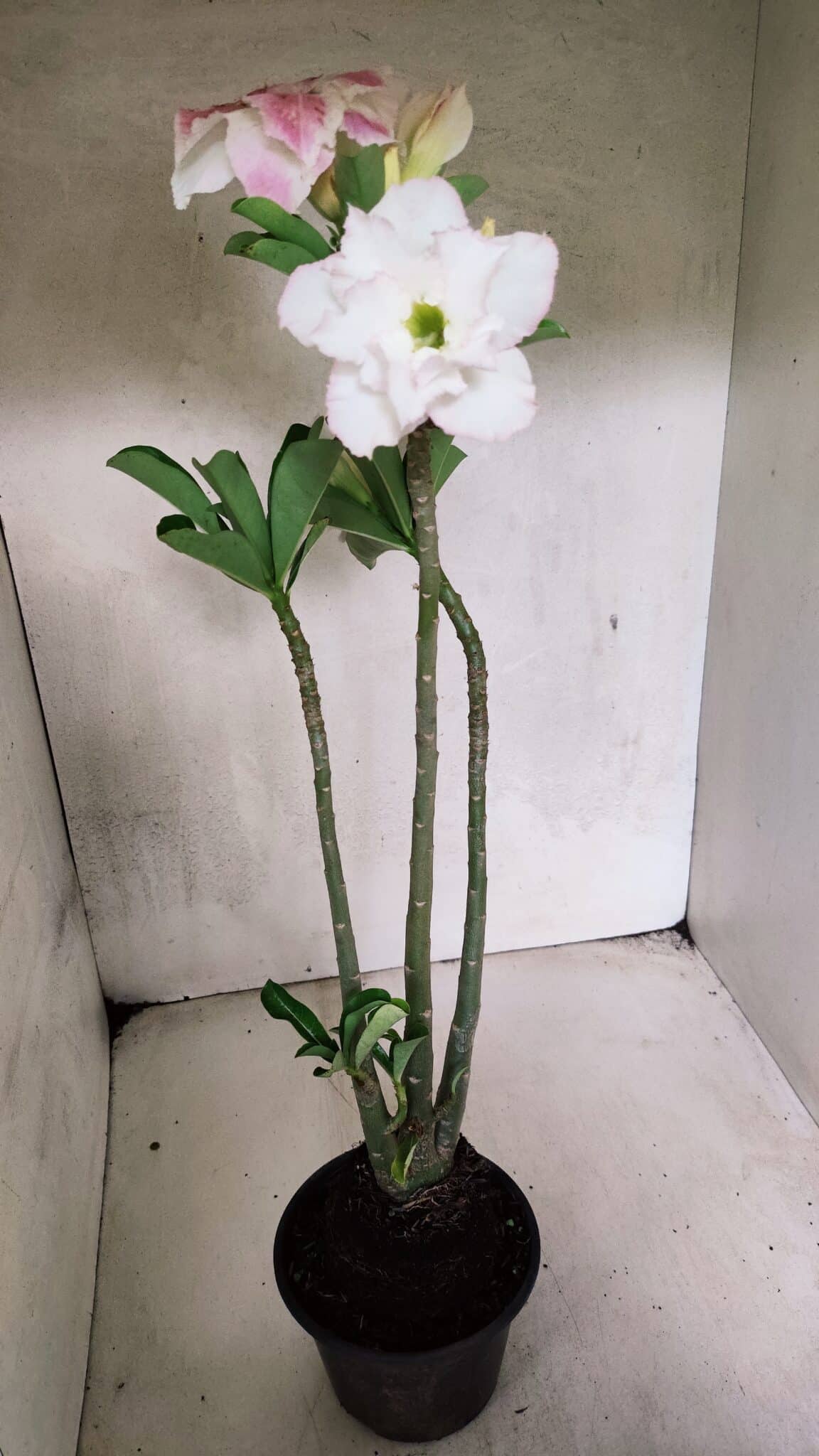 Planta Dobrada 3693 – 35cm – 03 anos - foto 6