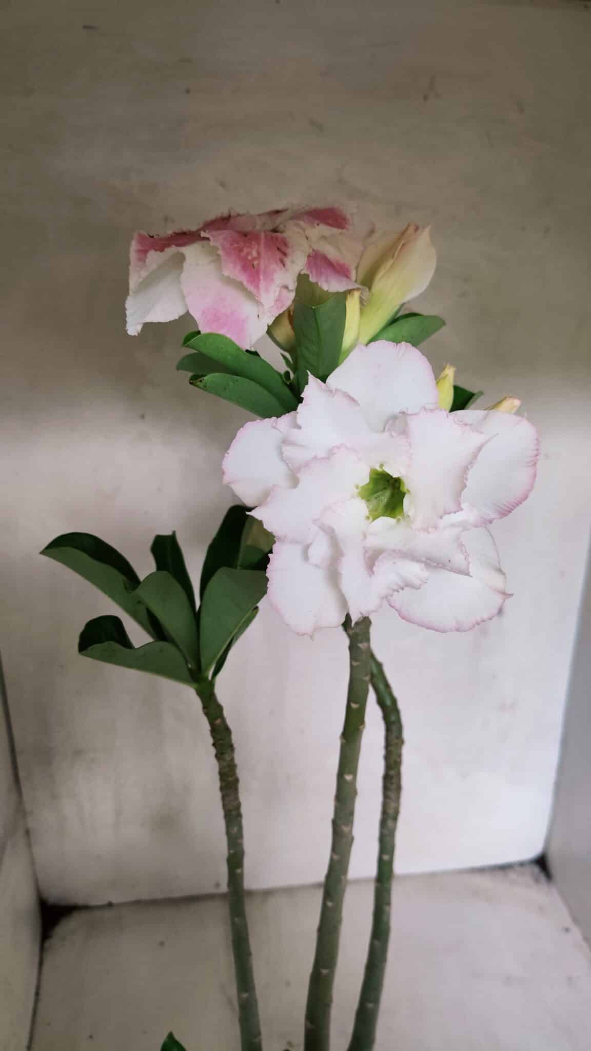 Planta Dobrada 3693 – 35cm – 03 anos - foto 5