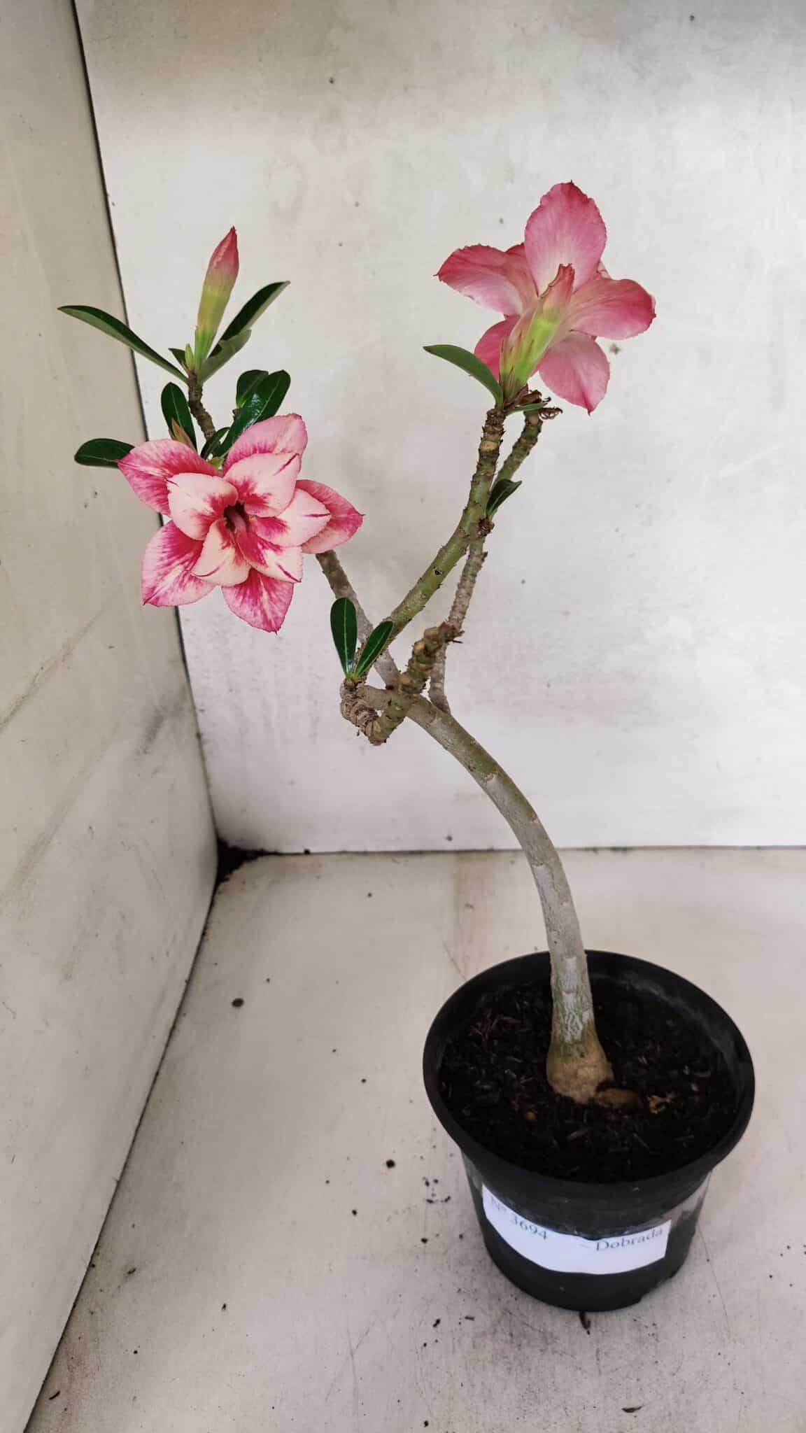 Planta Dobrada 3694 – 30cm – 02 anos - foto 2