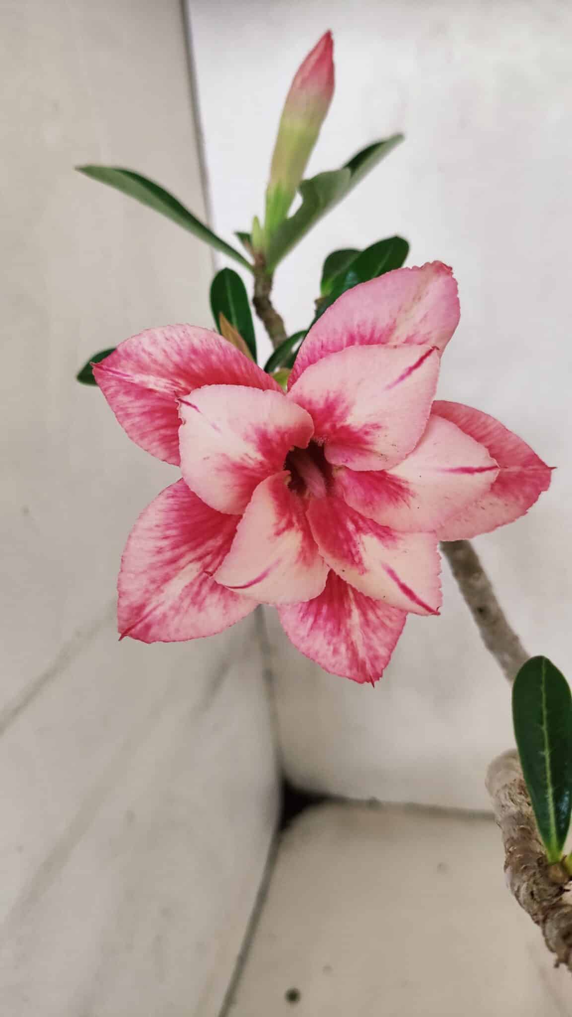 Planta Dobrada 3694 – 30cm – 02 anos - foto 3