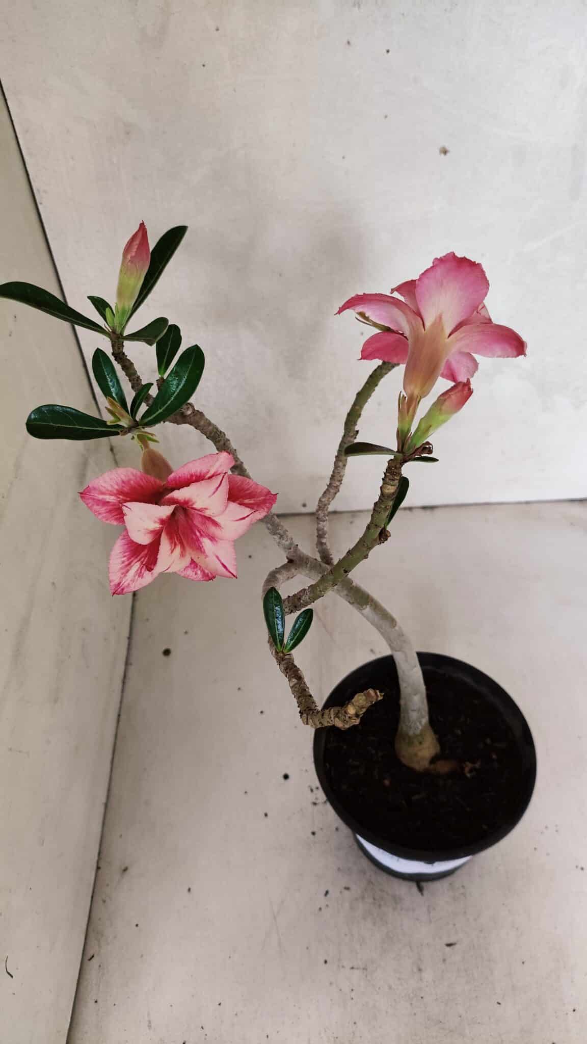 Planta Dobrada 3694 – 30cm – 02 anos - foto 6