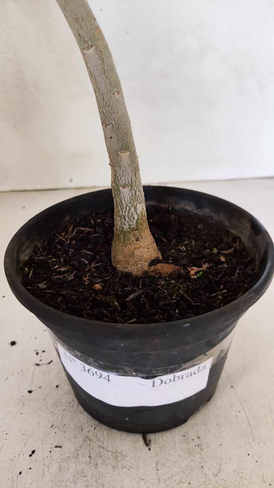 Planta Dobrada 3694 – 30cm – 02 anos - foto 5